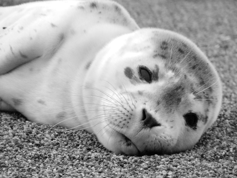 Baby Seal Wallpapers