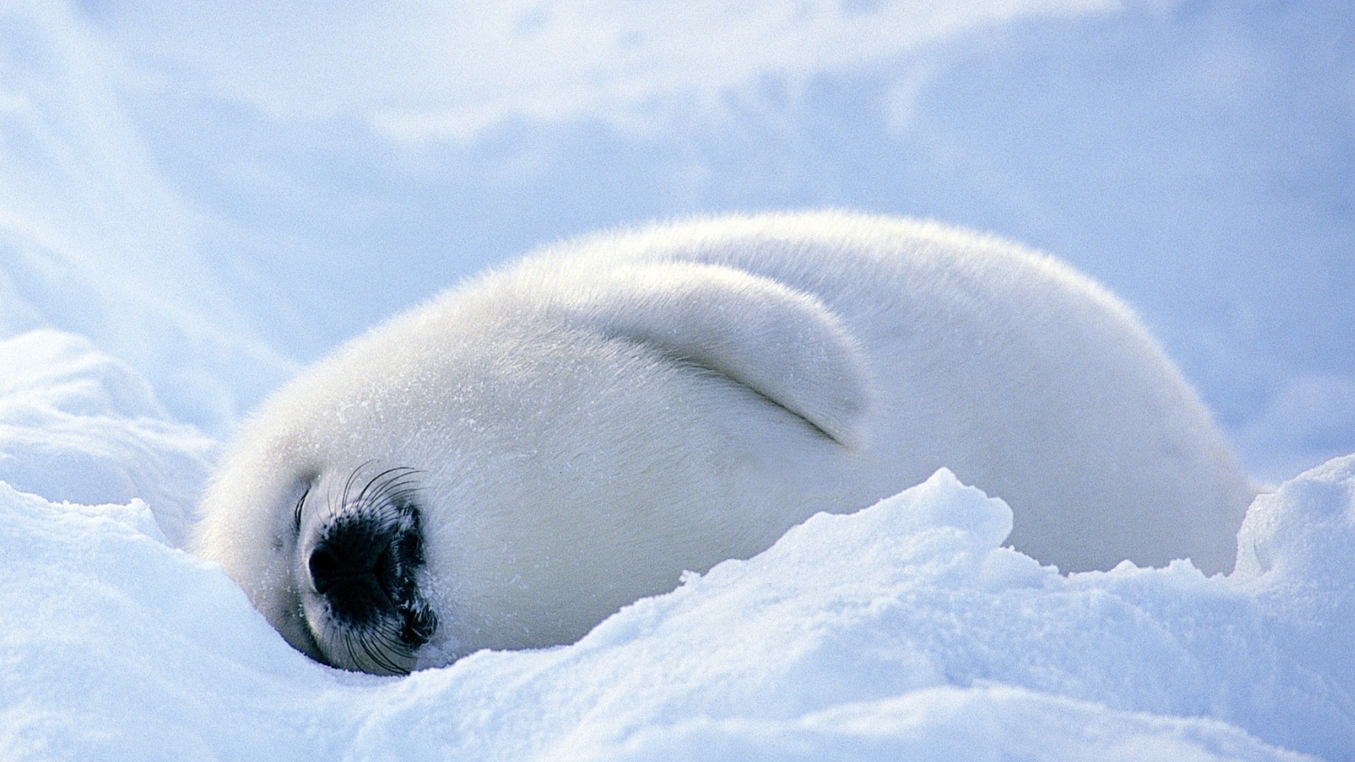 Baby Seal Wallpapers