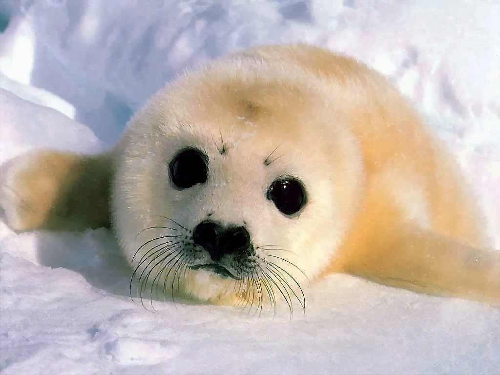 Baby Seal Wallpapers