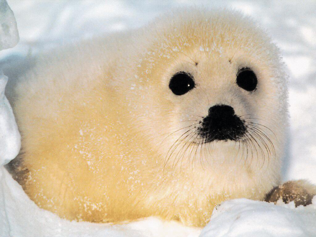 Baby Seal Wallpapers