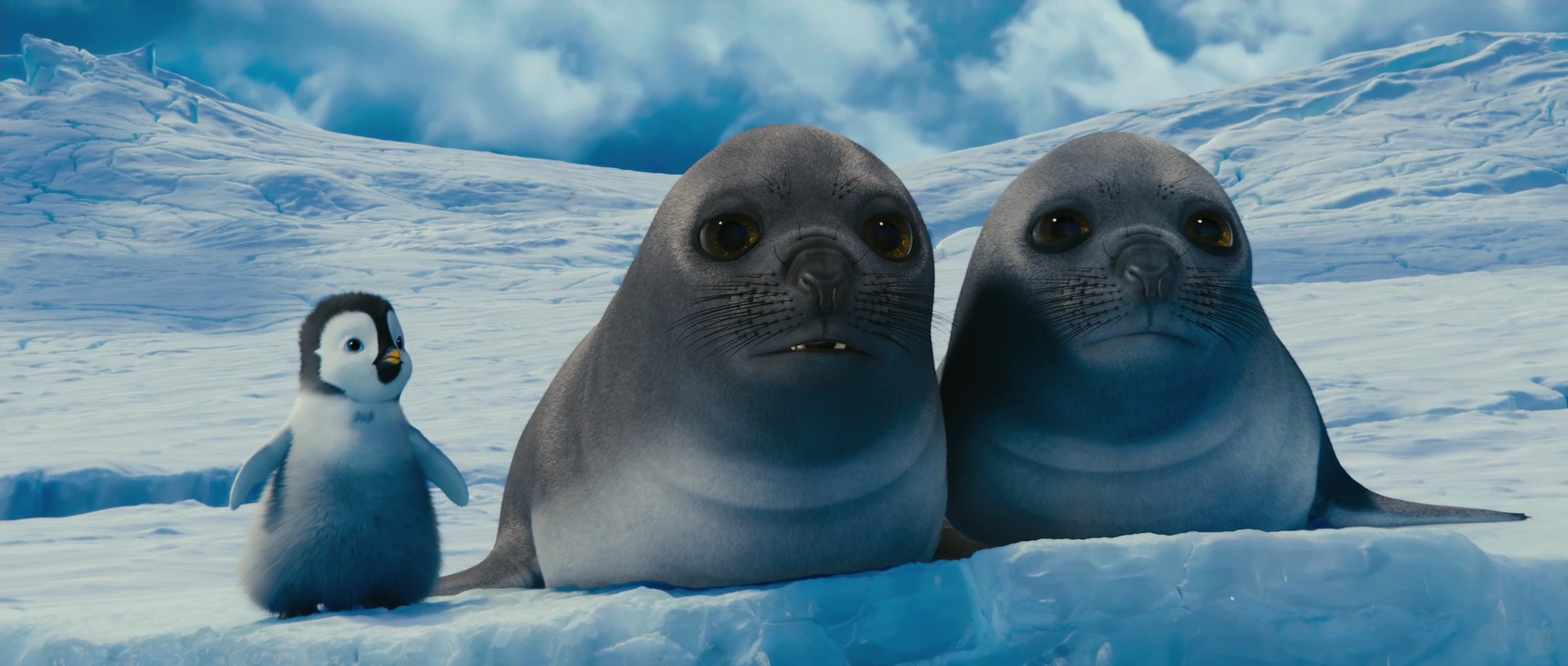 Baby Seal Wallpapers