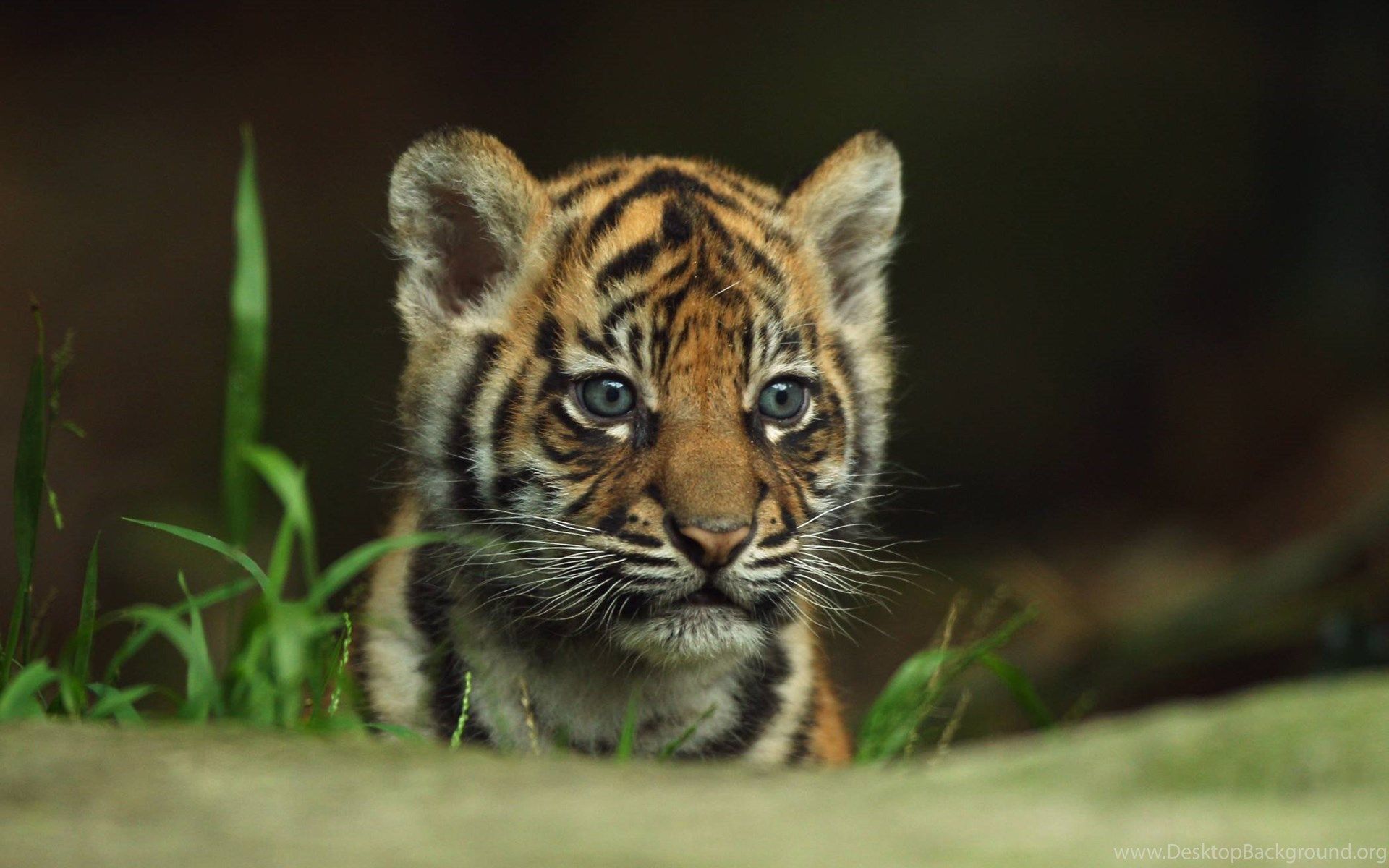 Baby Tigers Wallpapers