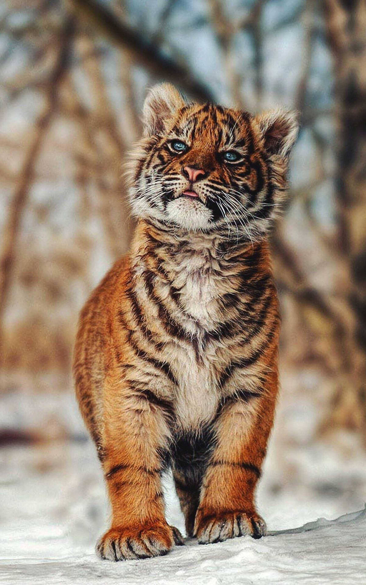 Baby Tigers Wallpapers