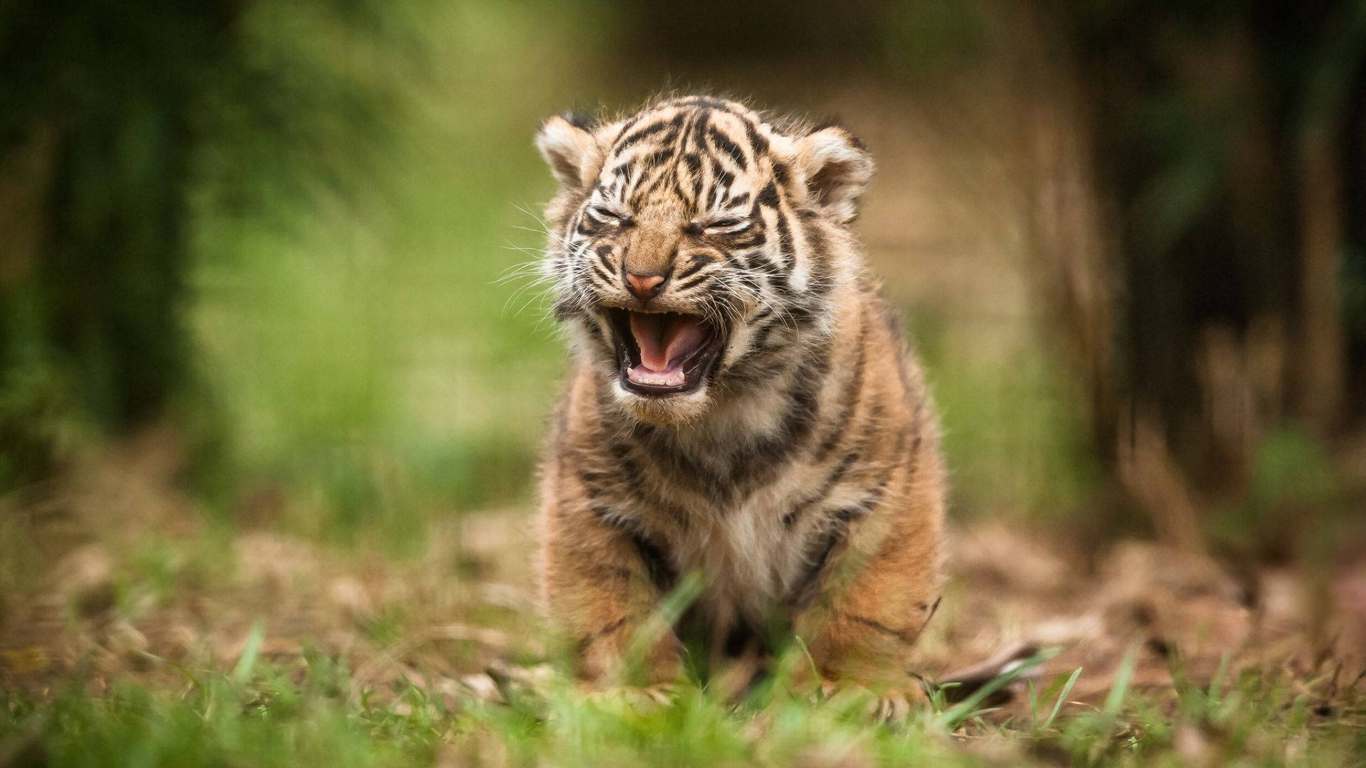 Baby Tigers Wallpapers