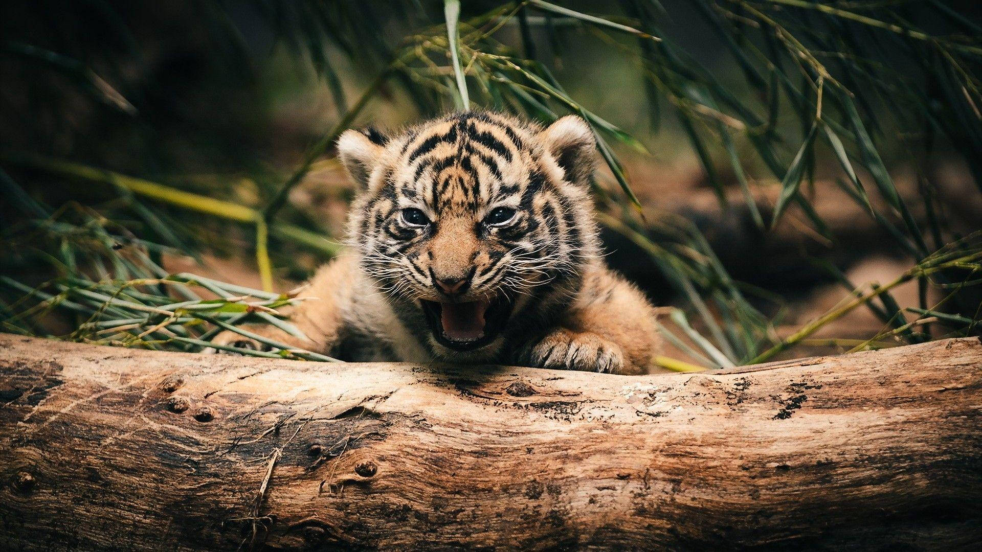 Baby Tigers Wallpapers