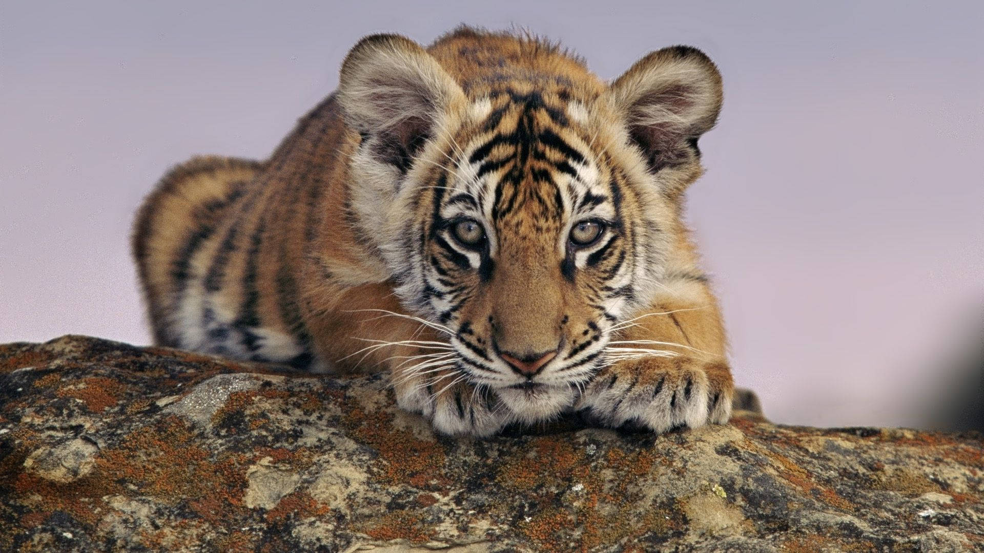 Baby Tigers Wallpapers