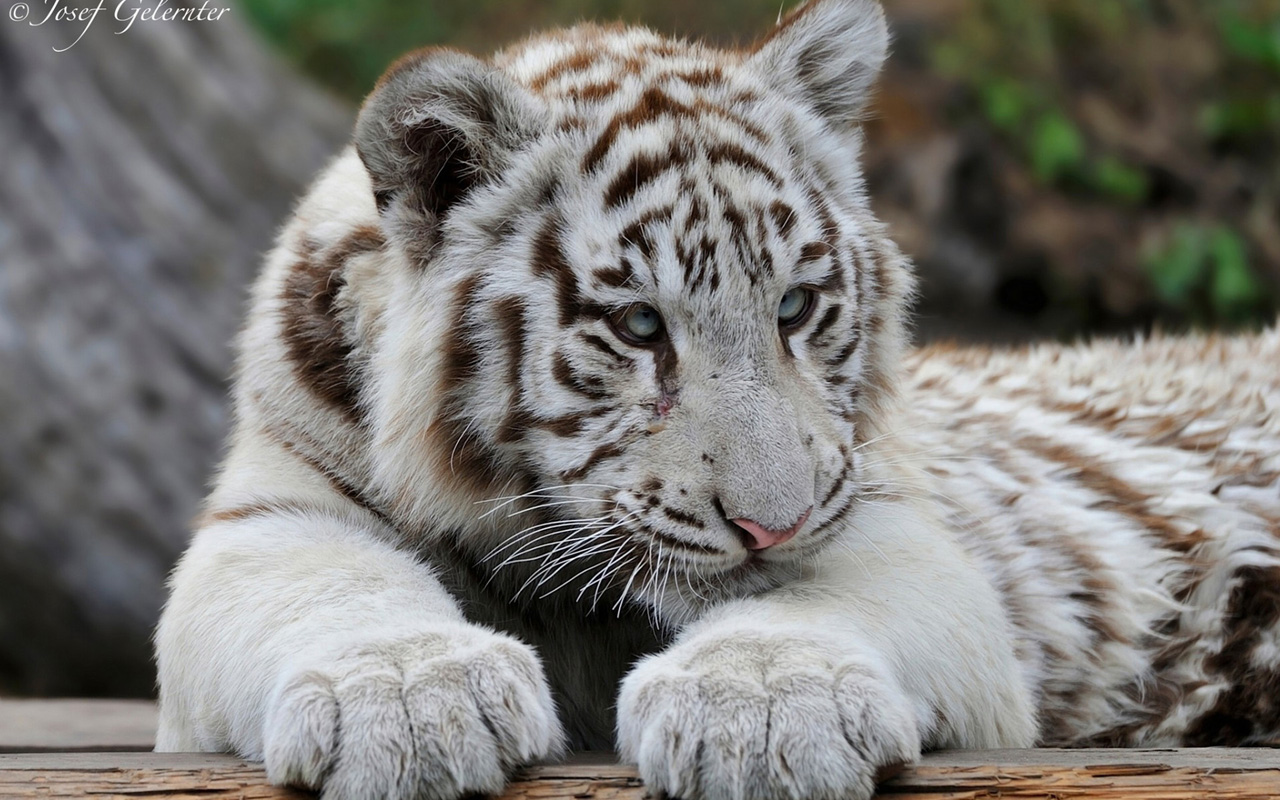 Baby Tigers Wallpapers