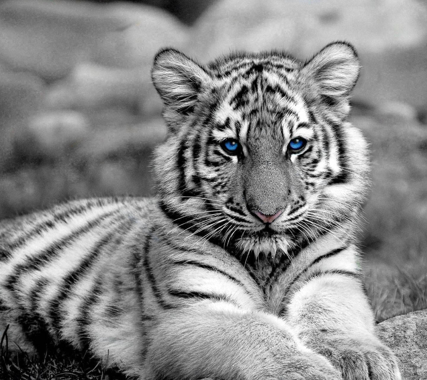 Baby Tigers Wallpapers