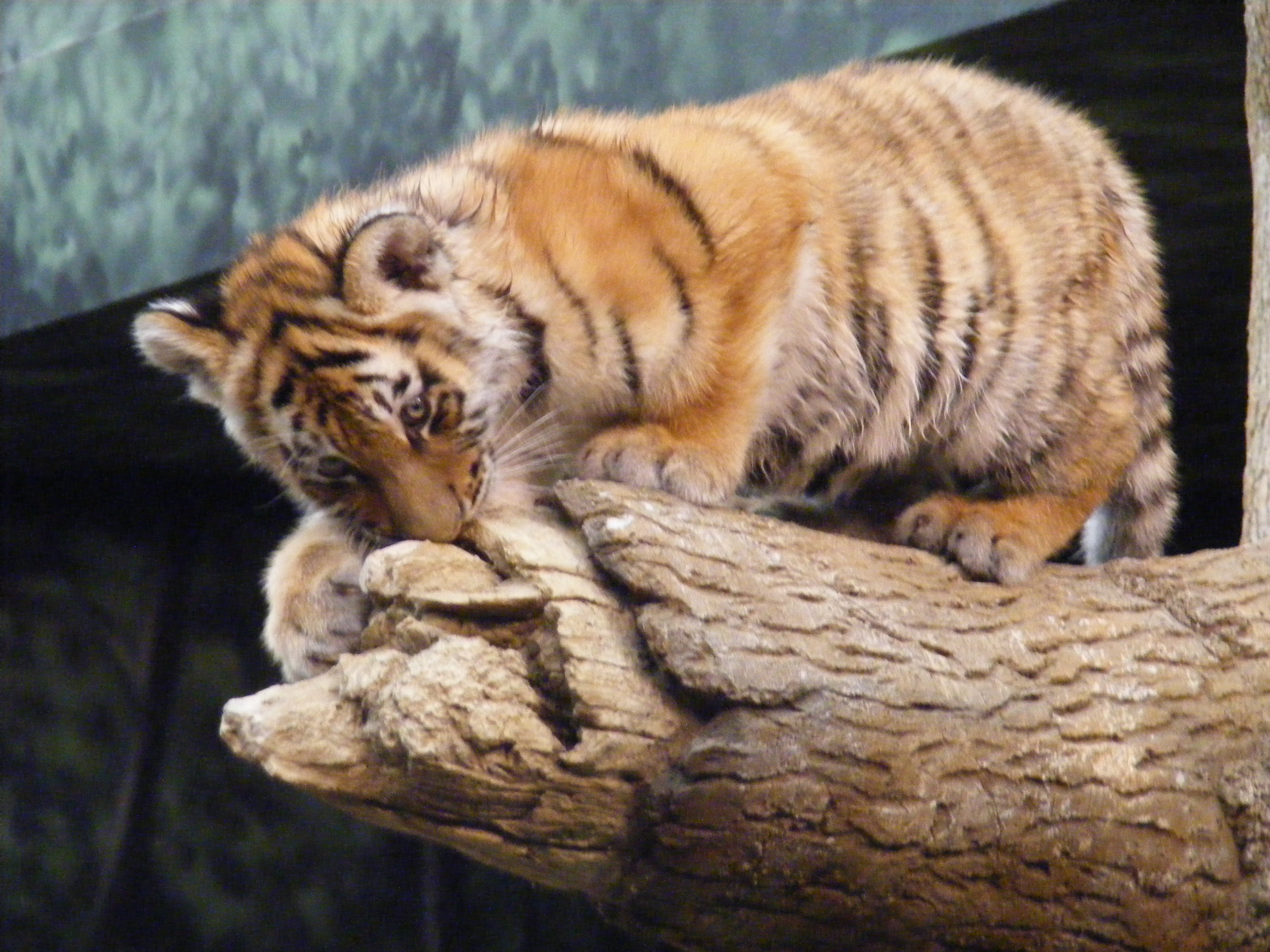 Baby Tigers Wallpapers