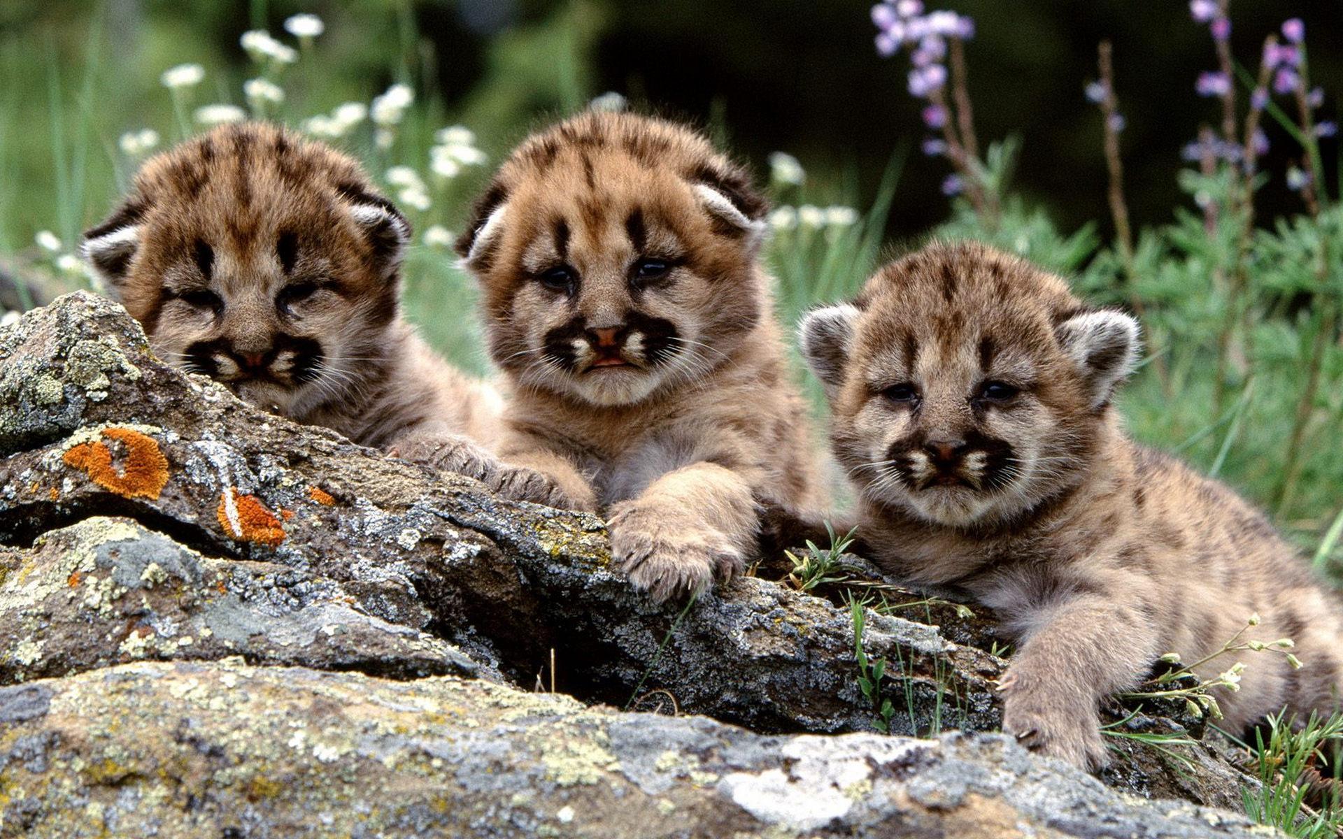 Baby Tigers Wallpapers