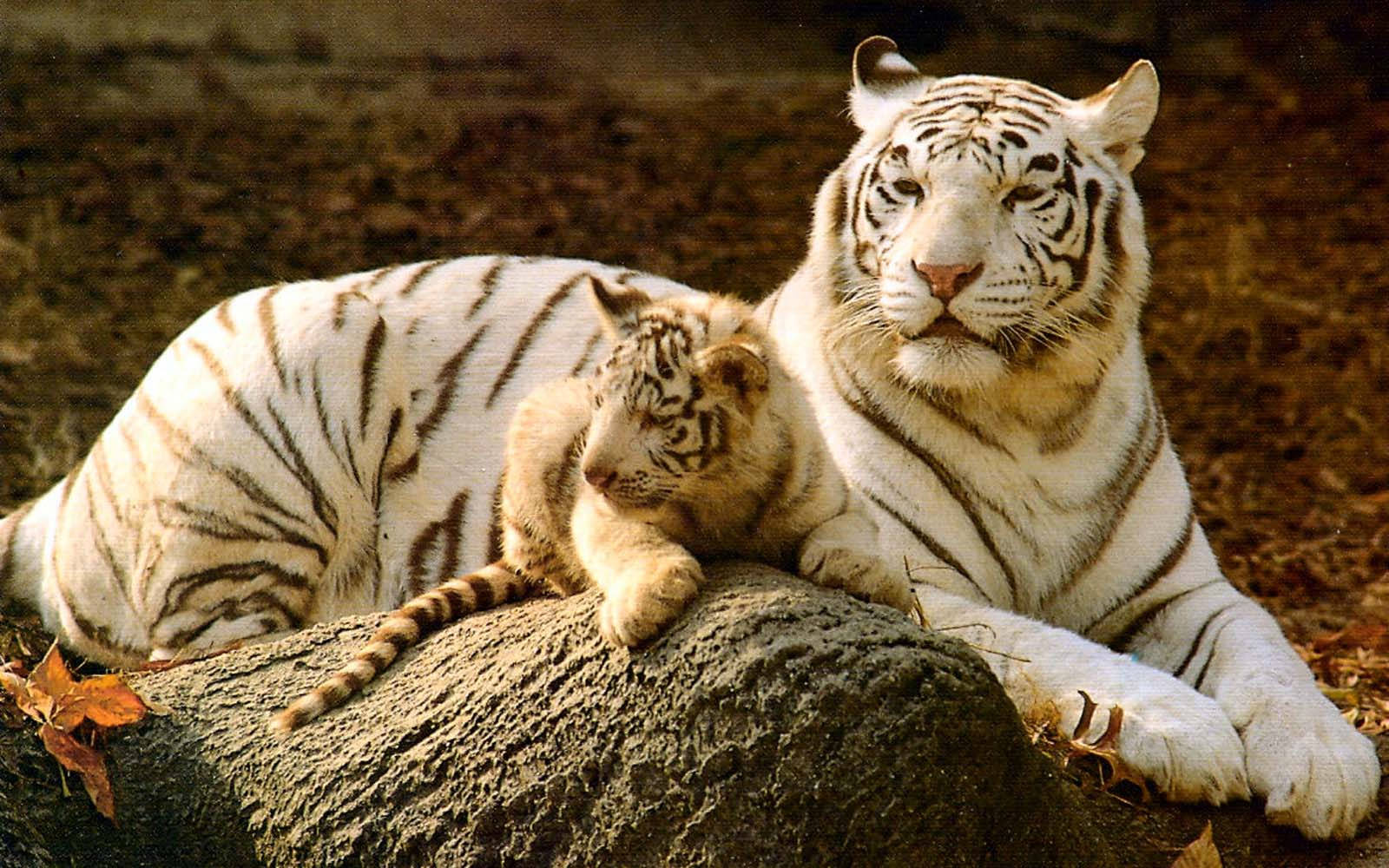 Baby Tigers Wallpapers