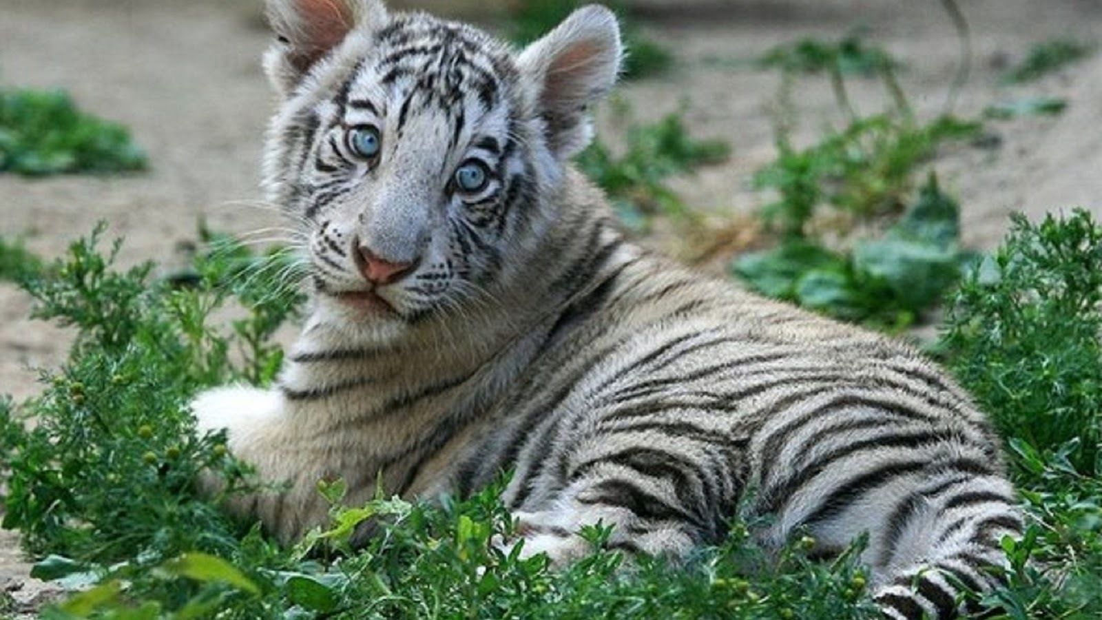 Baby Tigers Wallpapers