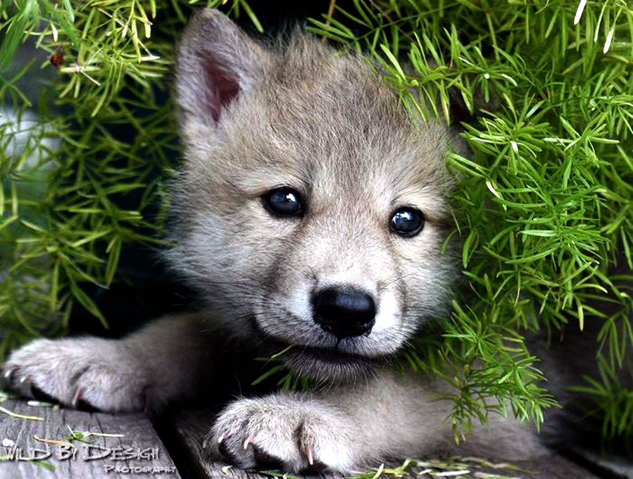 Baby Wolf Wallpapers