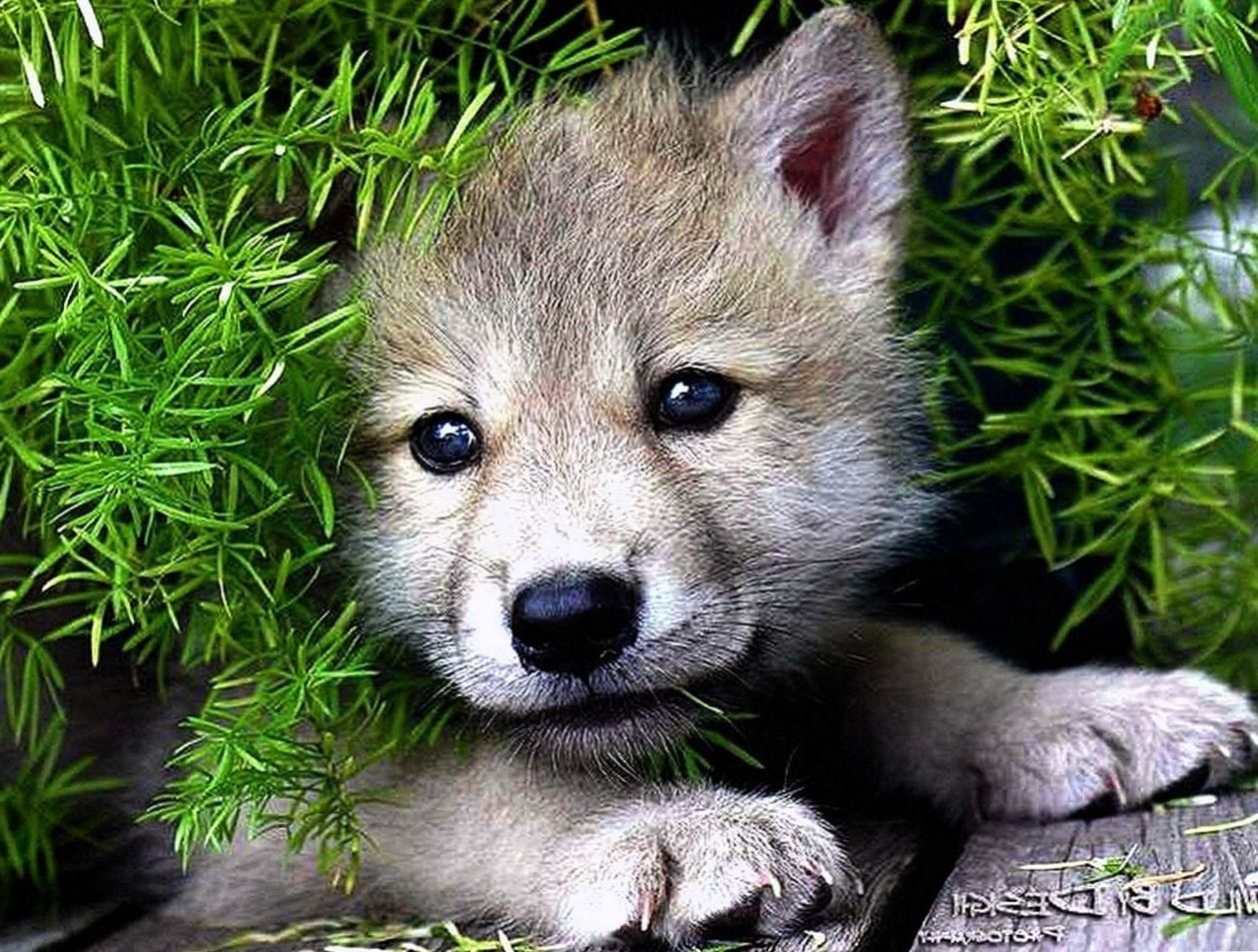 Baby Wolf Wallpapers