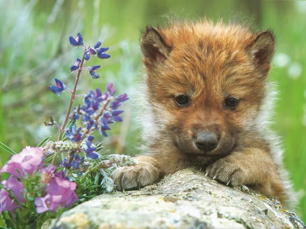 Baby Wolf Wallpapers