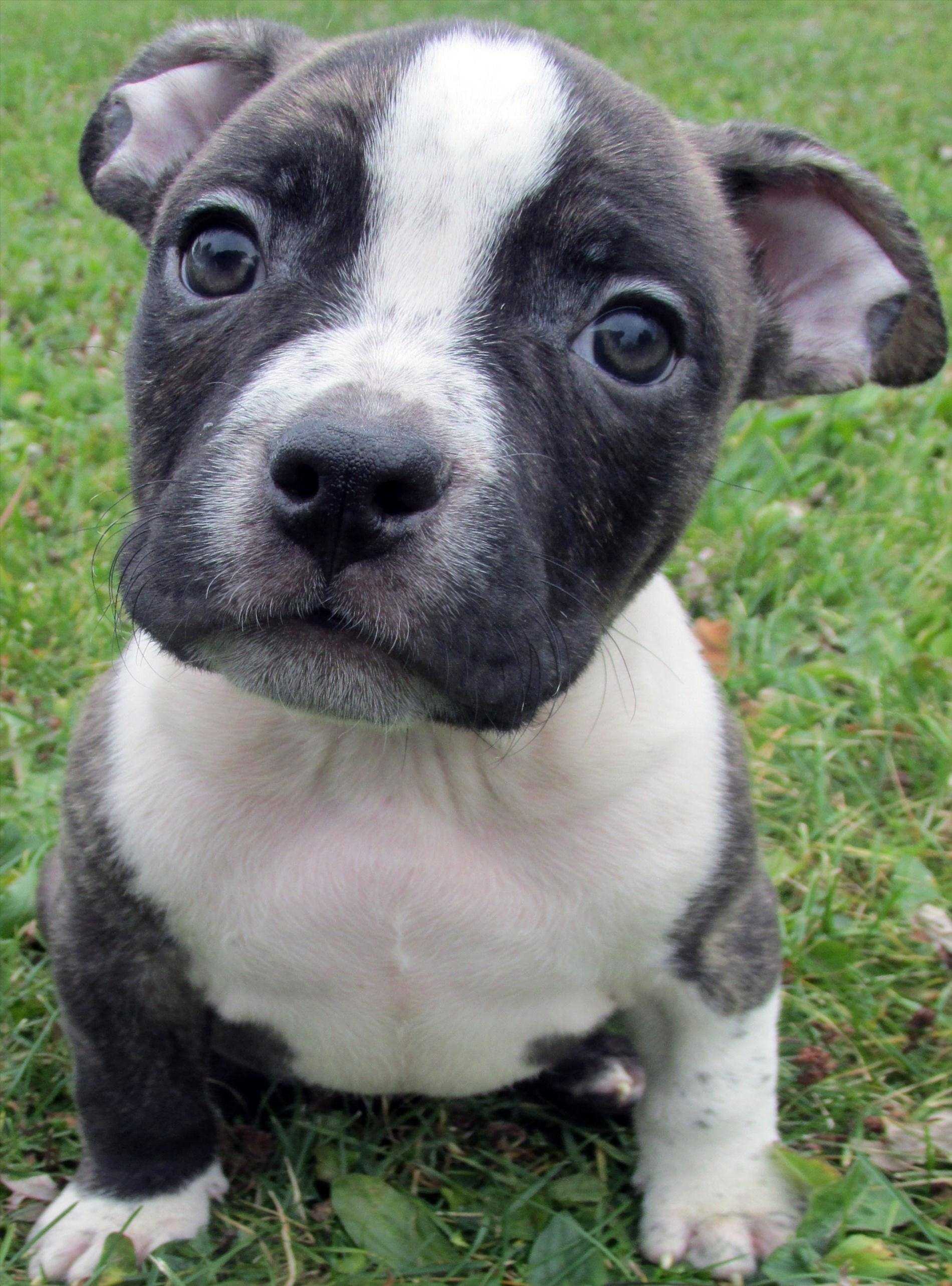 Babypitbull Wallpapers