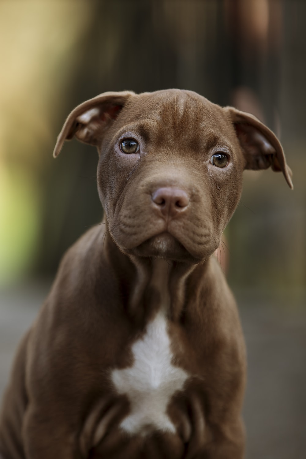 Babypitbull Wallpapers