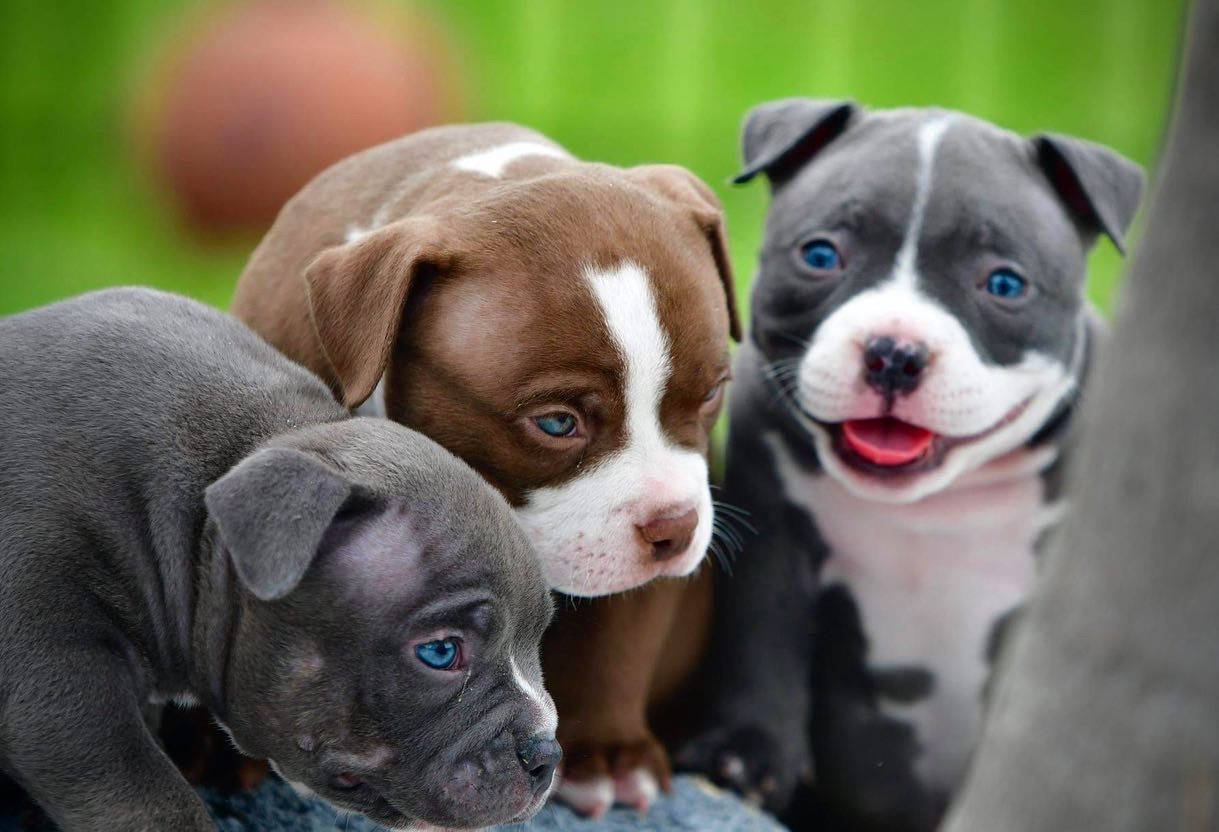 Babypitbull Wallpapers