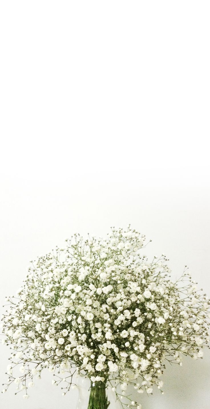 Baby'S Breath Wallpapers