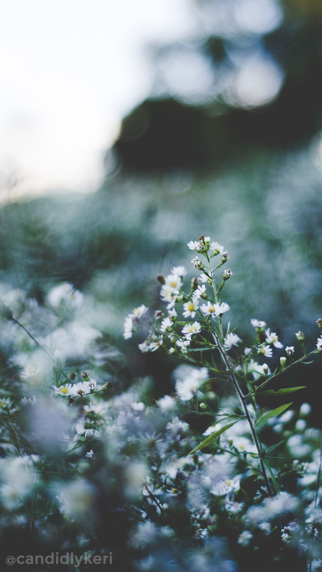 Baby'S Breath Wallpapers