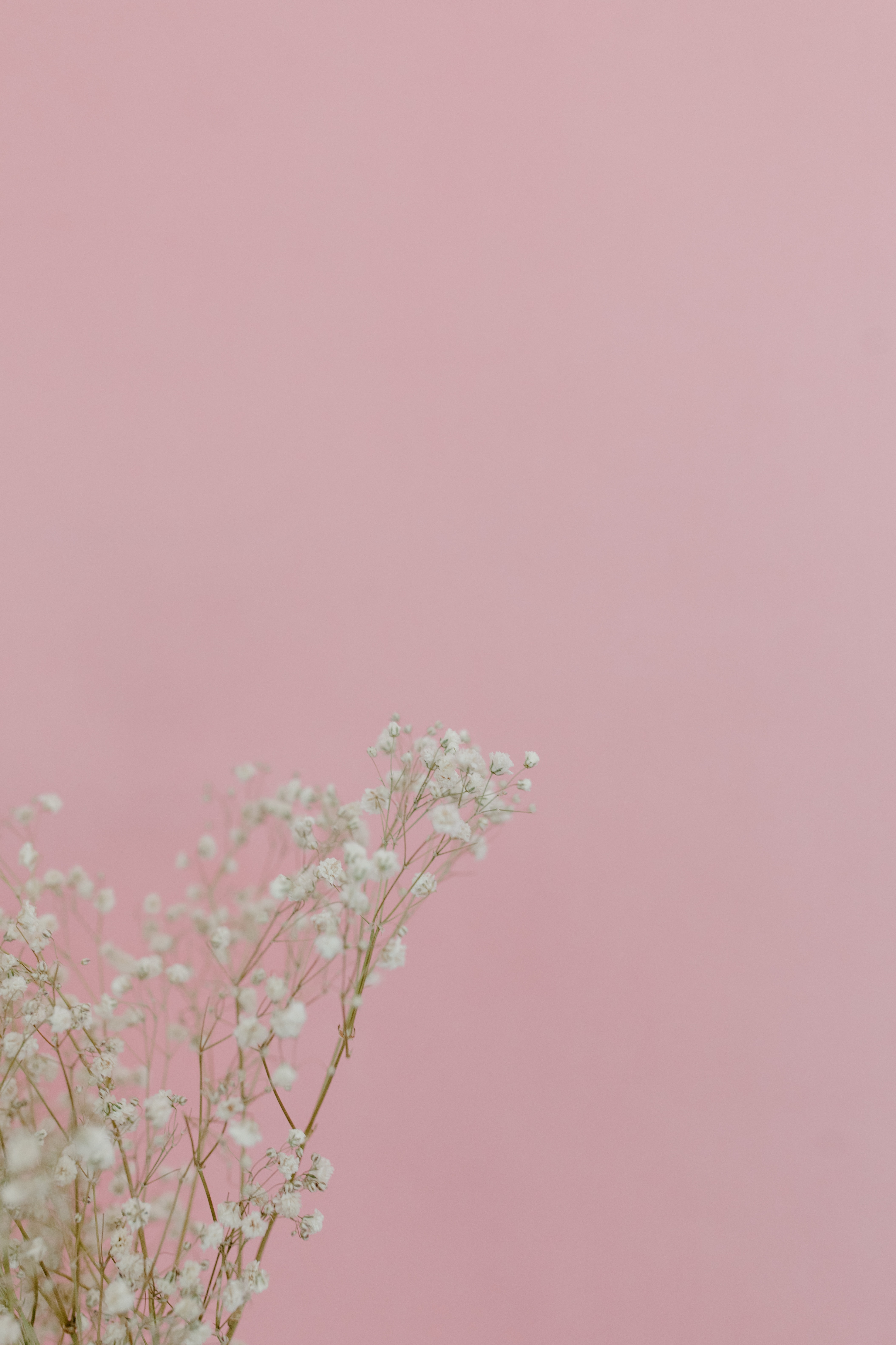 Baby'S Breath Wallpapers