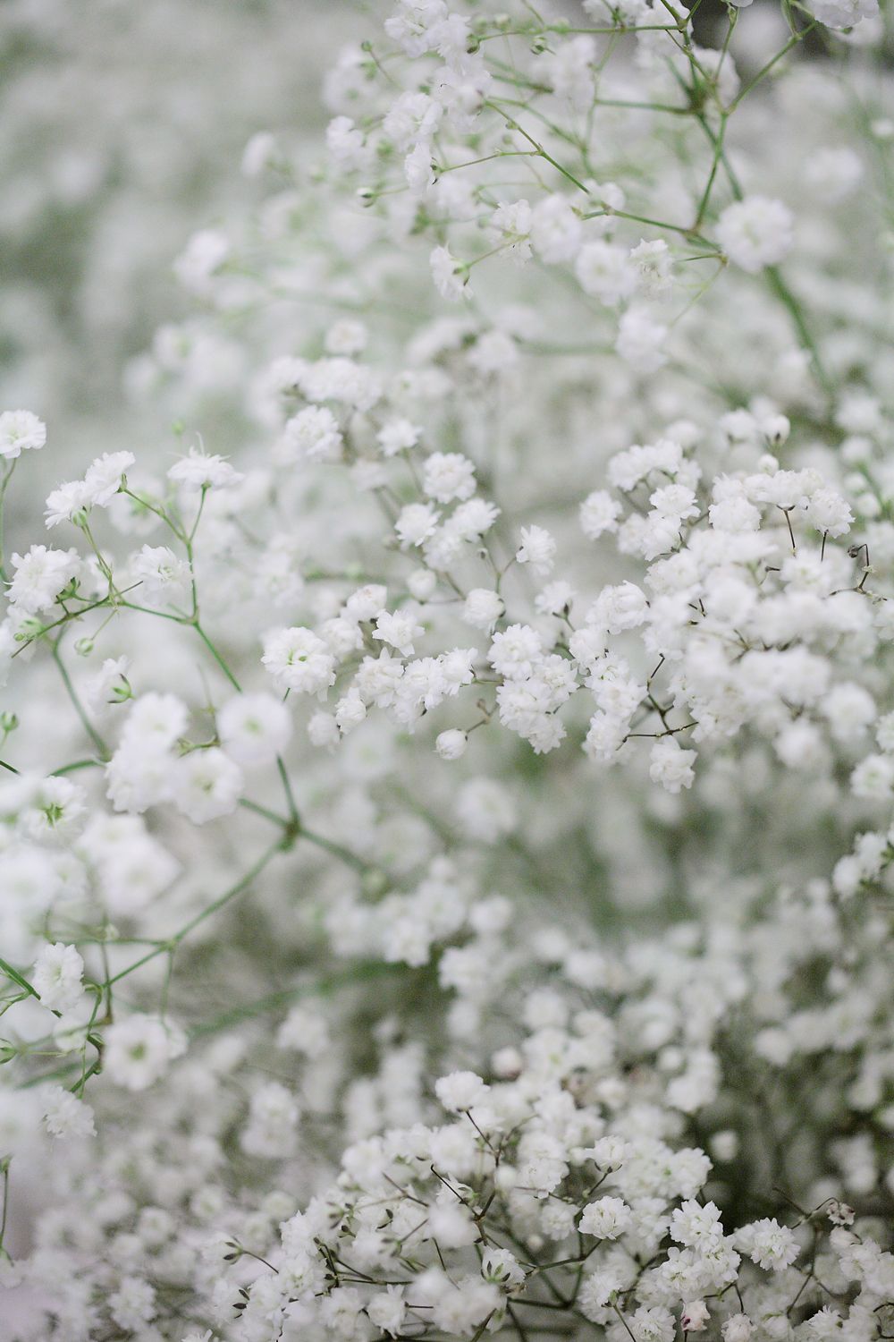 Baby'S Breath Wallpapers