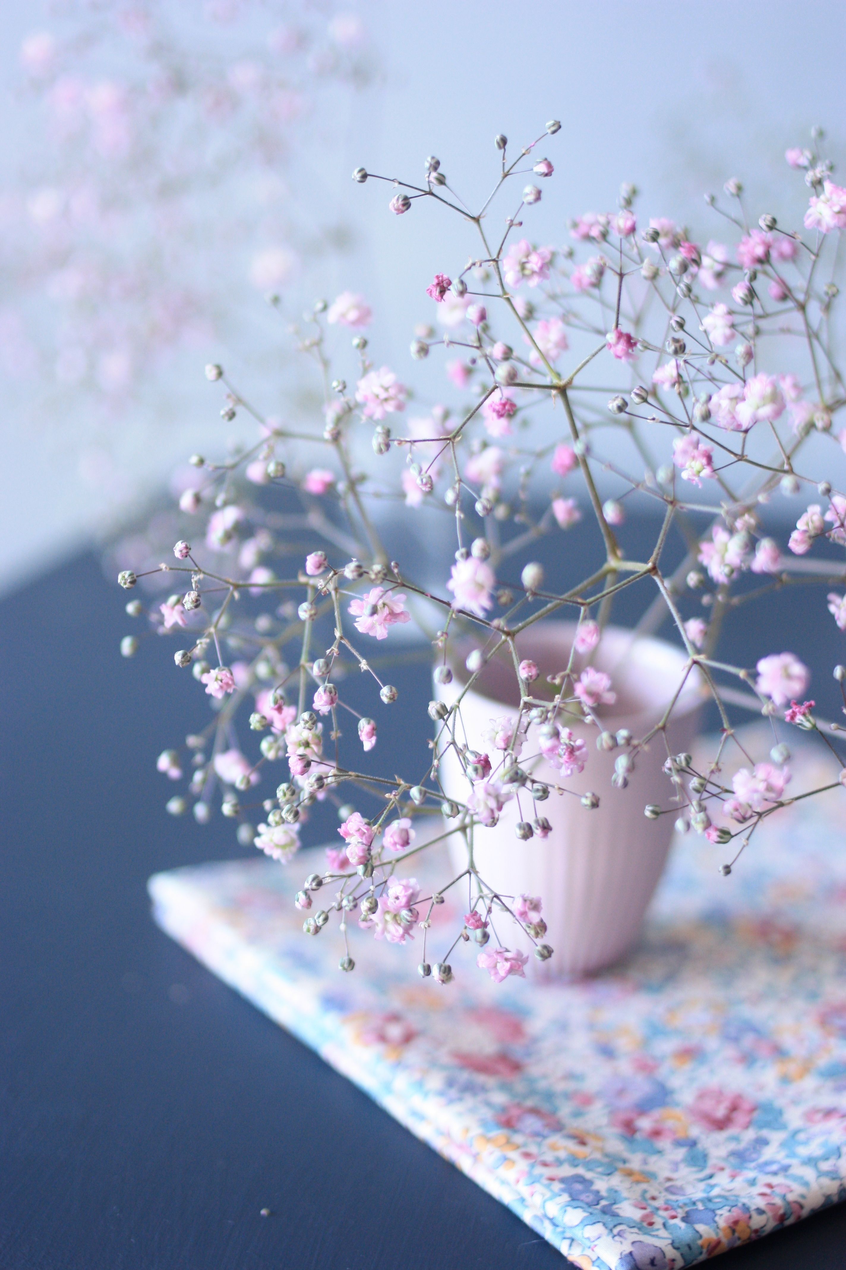 Baby'S Breath Wallpapers