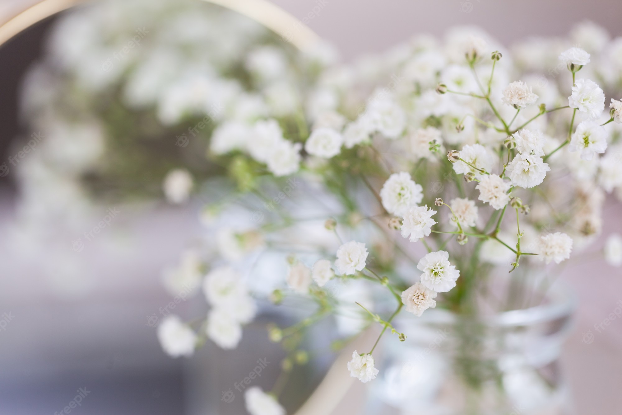 Baby'S Breath Wallpapers