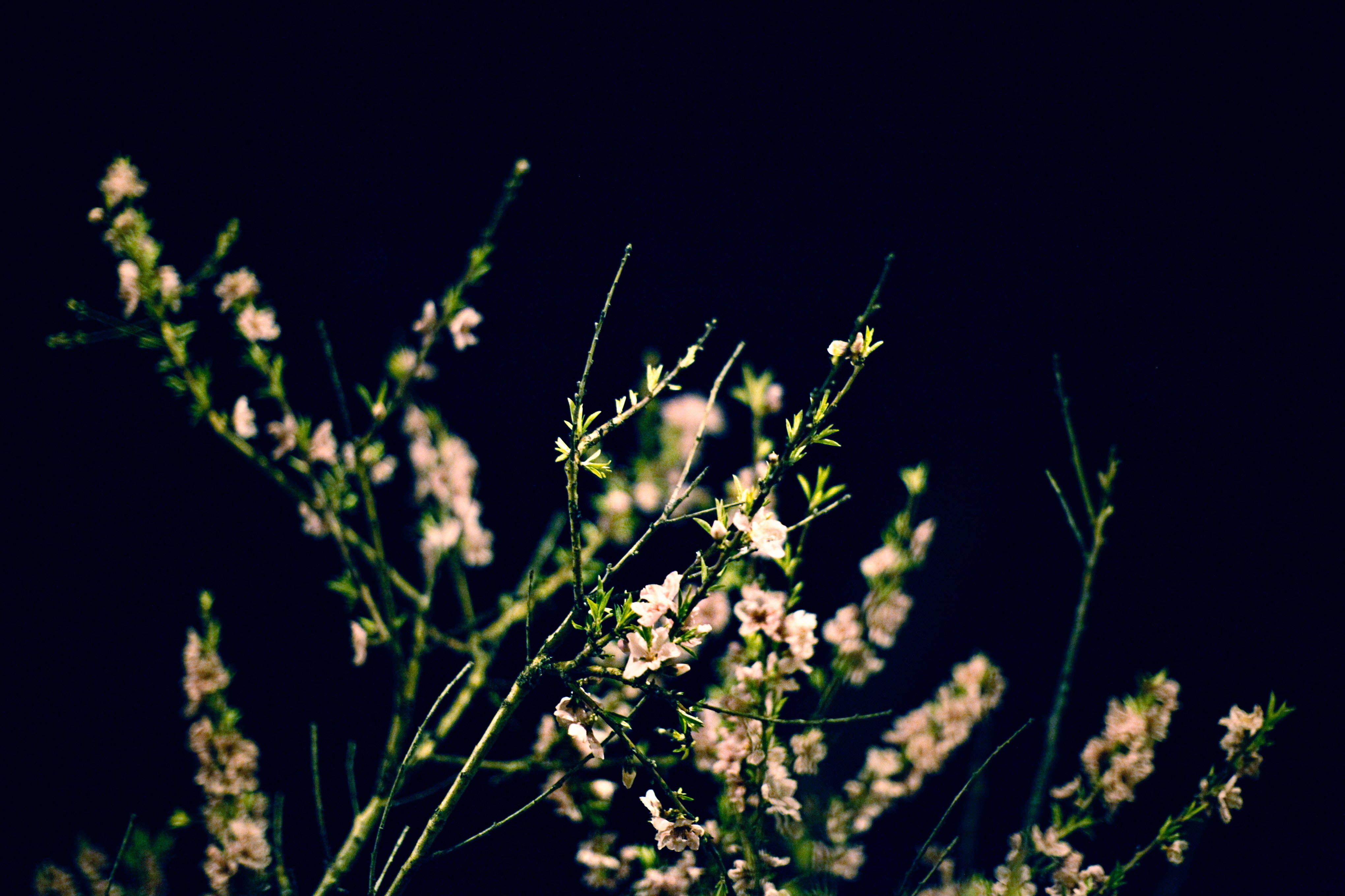 Baby'S Breath Wallpapers