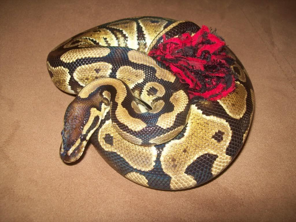 Ball Python Wallpapers