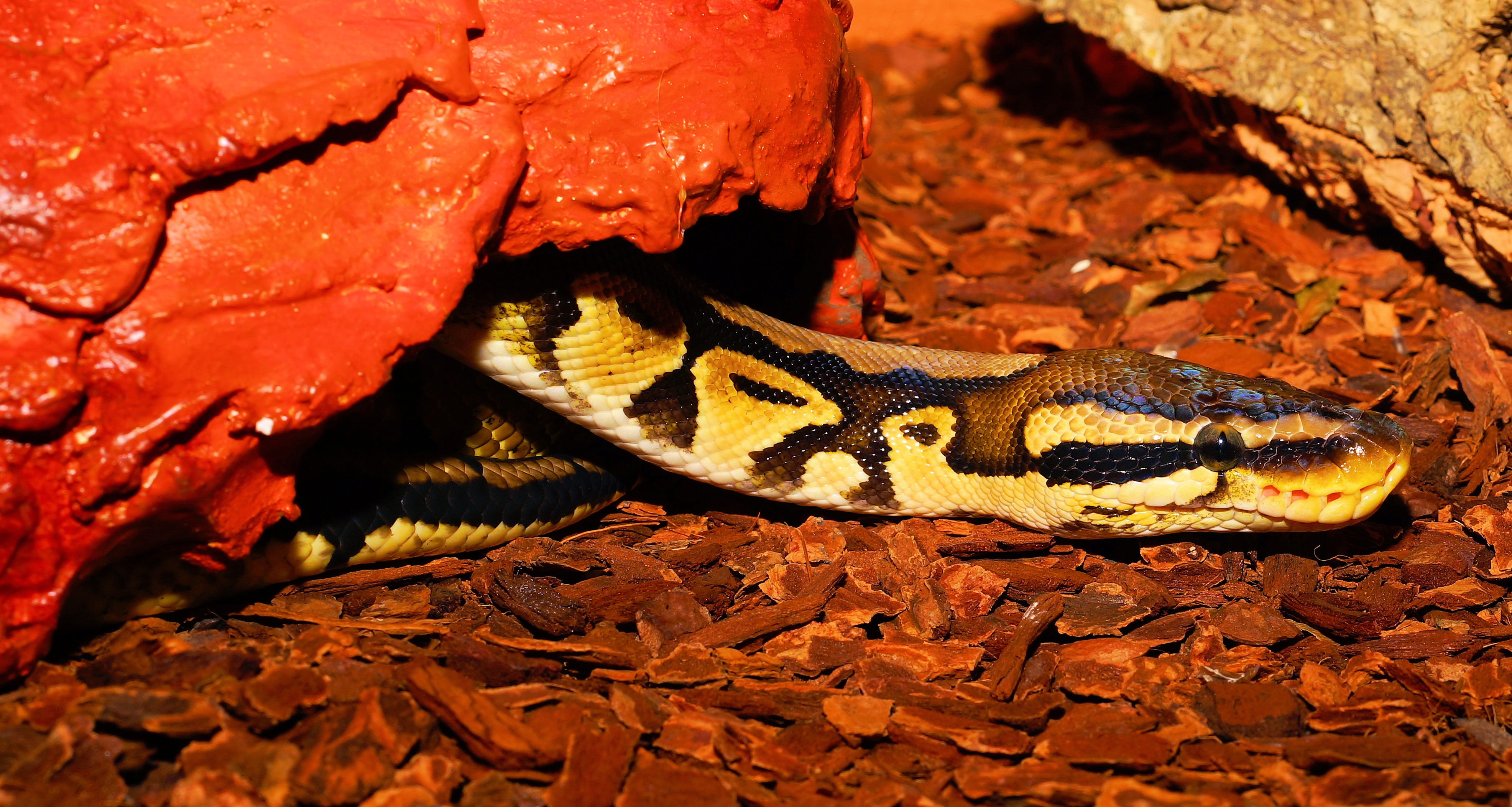 Ball Python Wallpapers