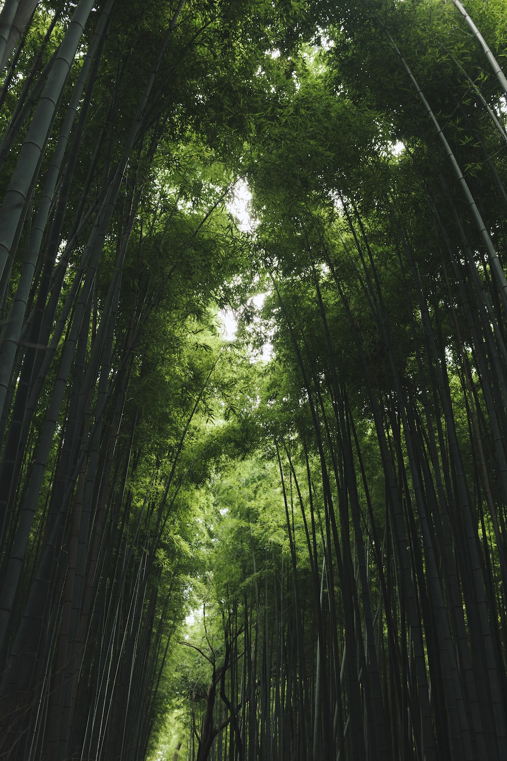 Bamboo Forest Wallpapers