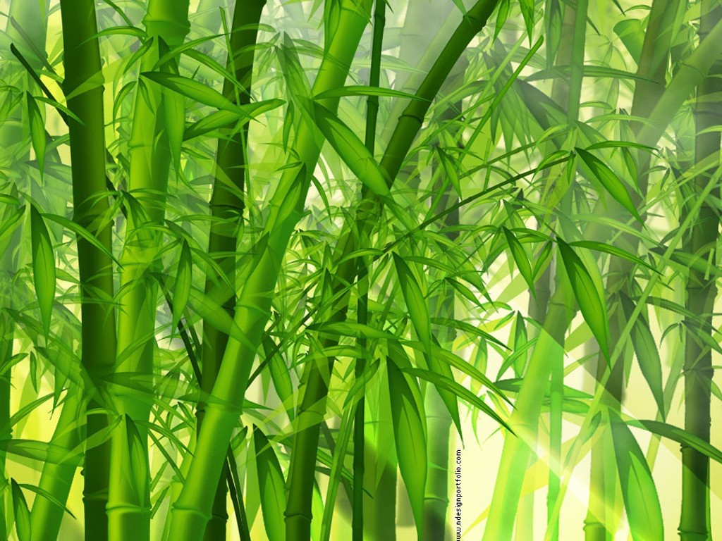 Bamboo Forest Wallpapers