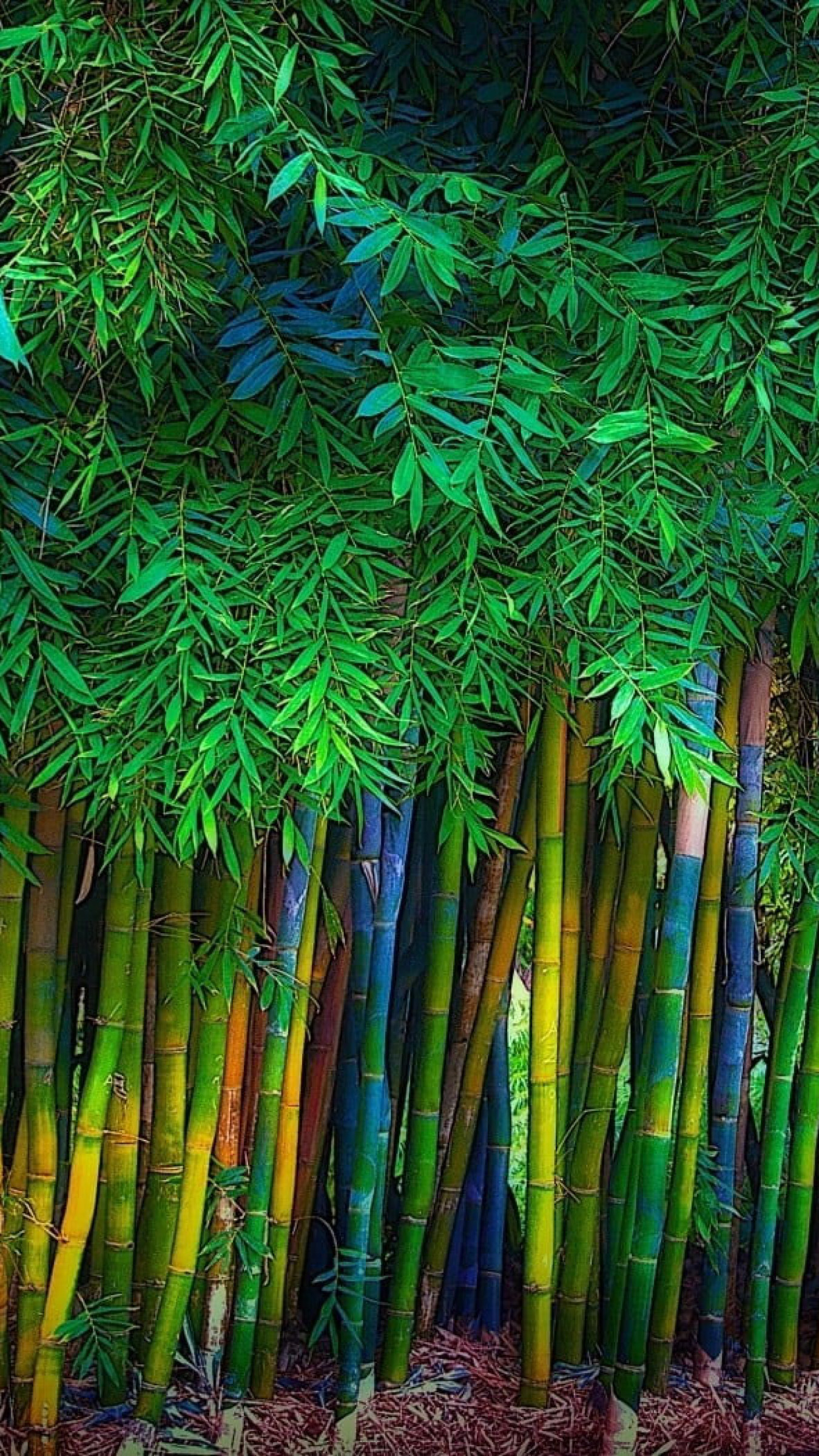 Bamboo Leaf Wallpapers