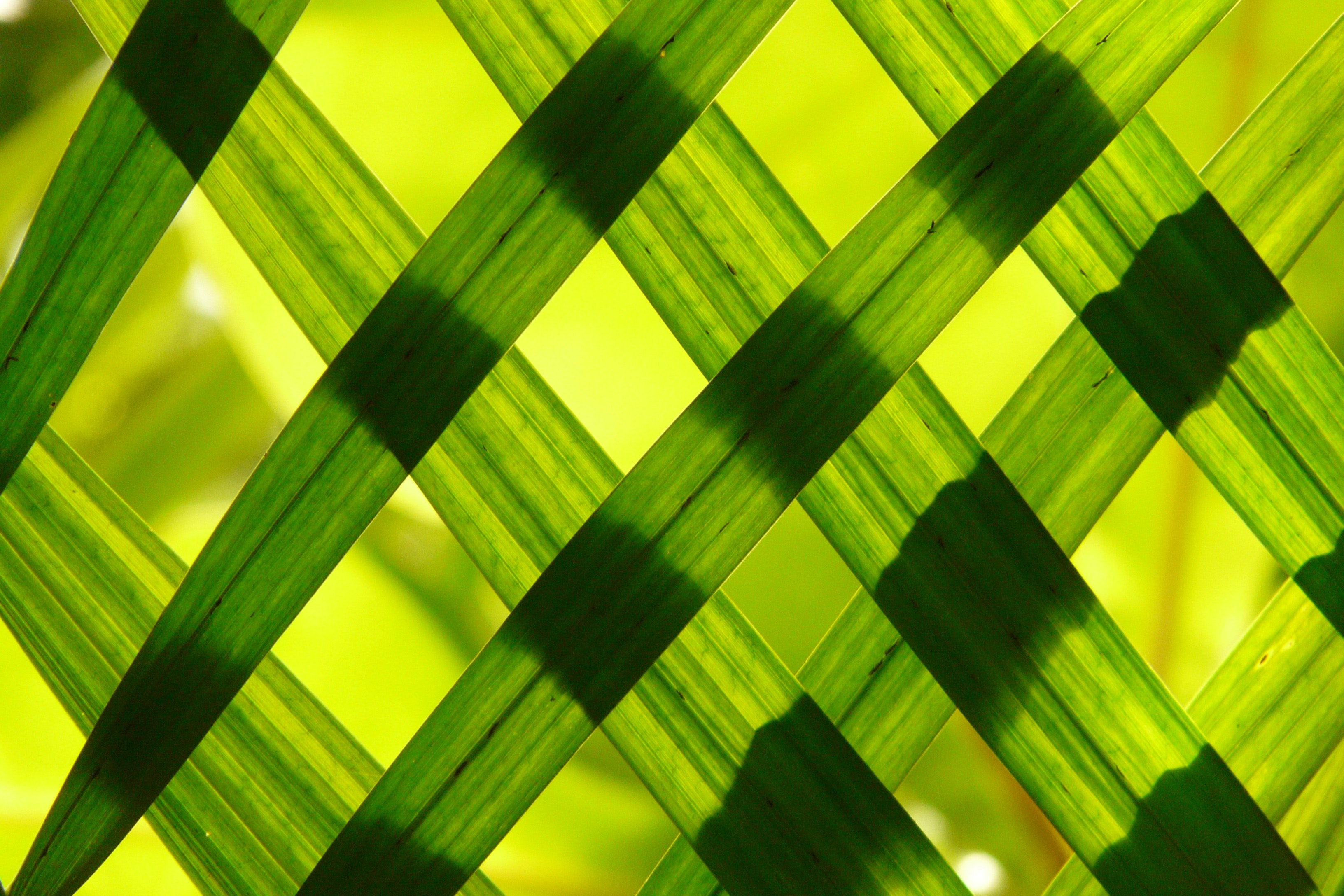 Bamboo Leaf Wallpapers