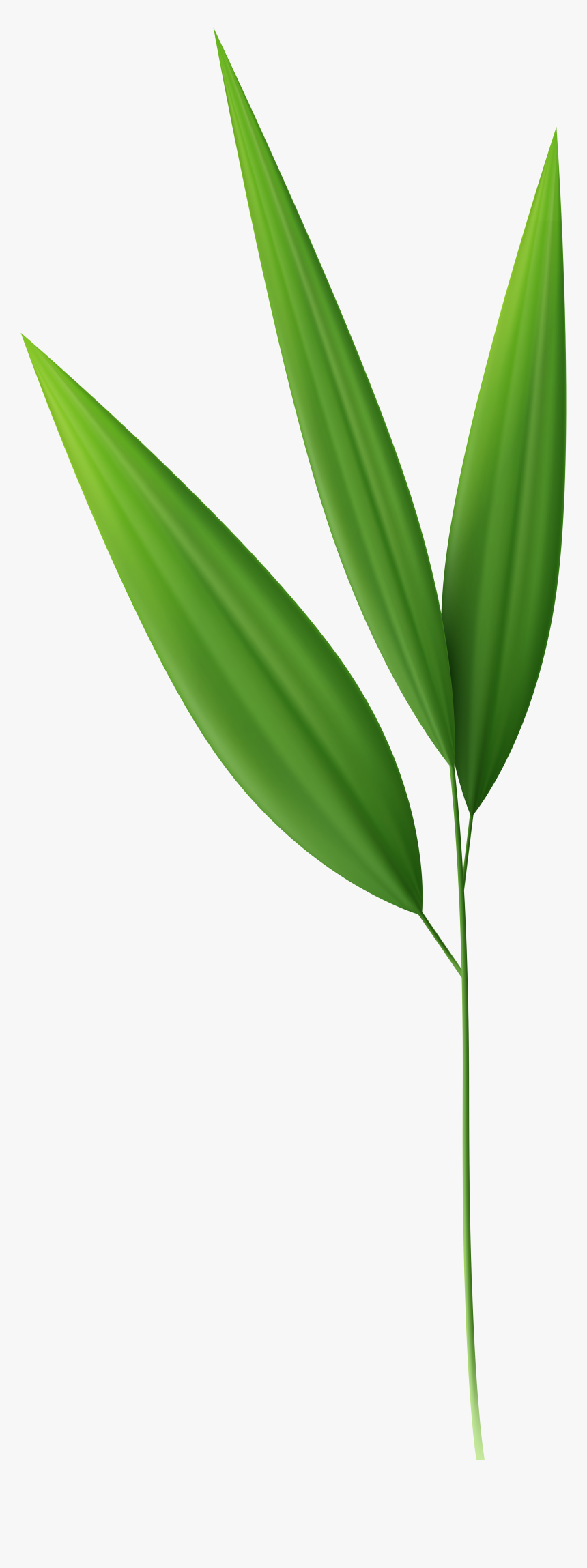 Bamboo Leaf Wallpapers