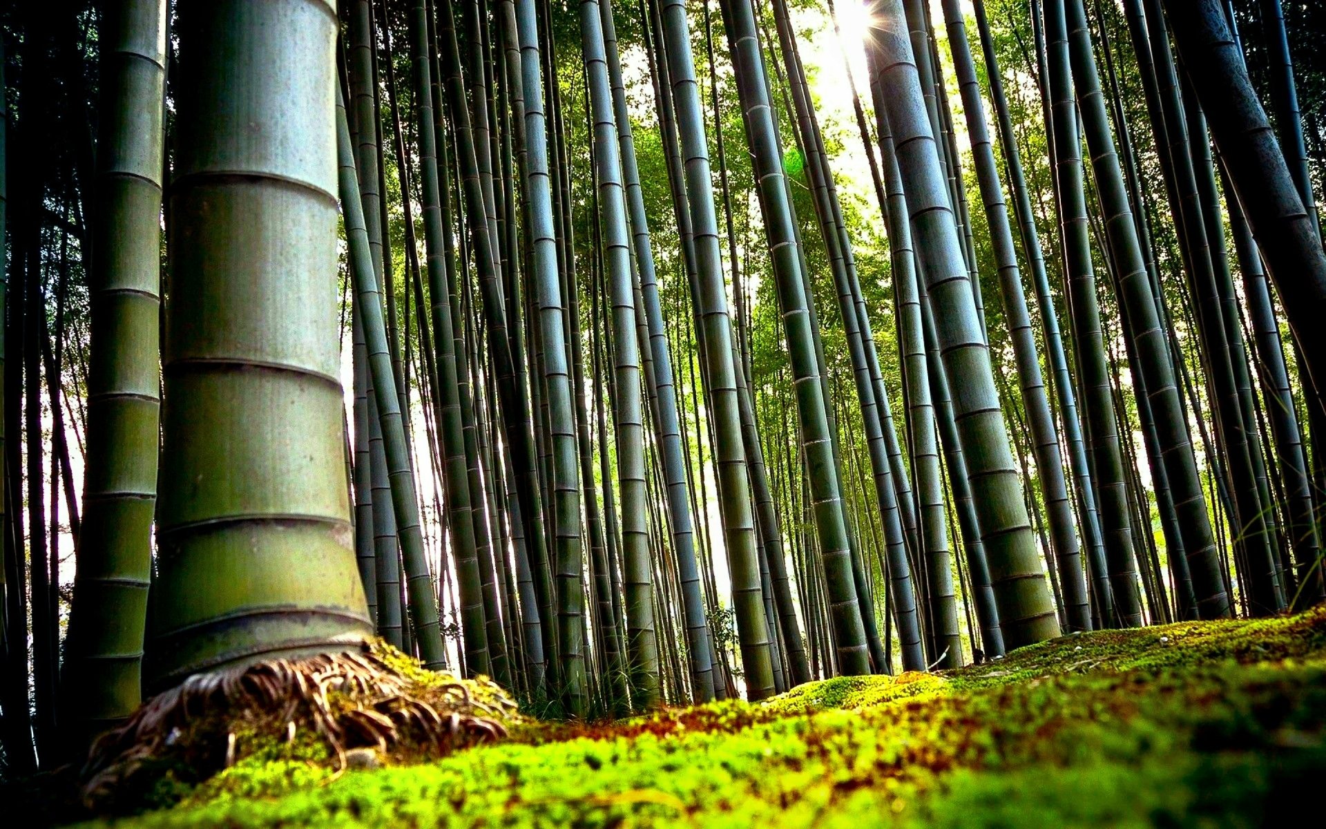 Bamboo Hd Wallpapers