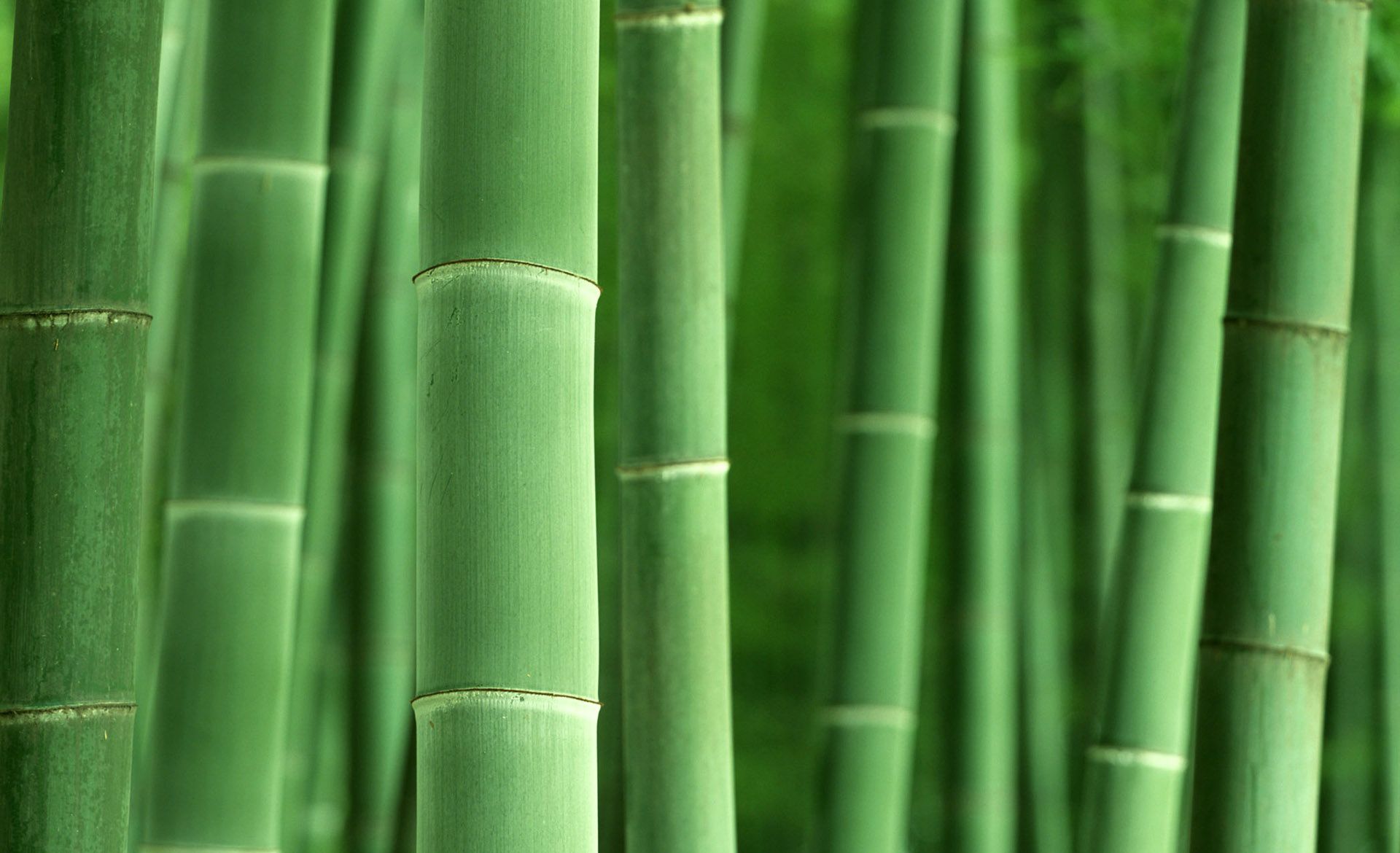 Bamboo Hd Wallpapers