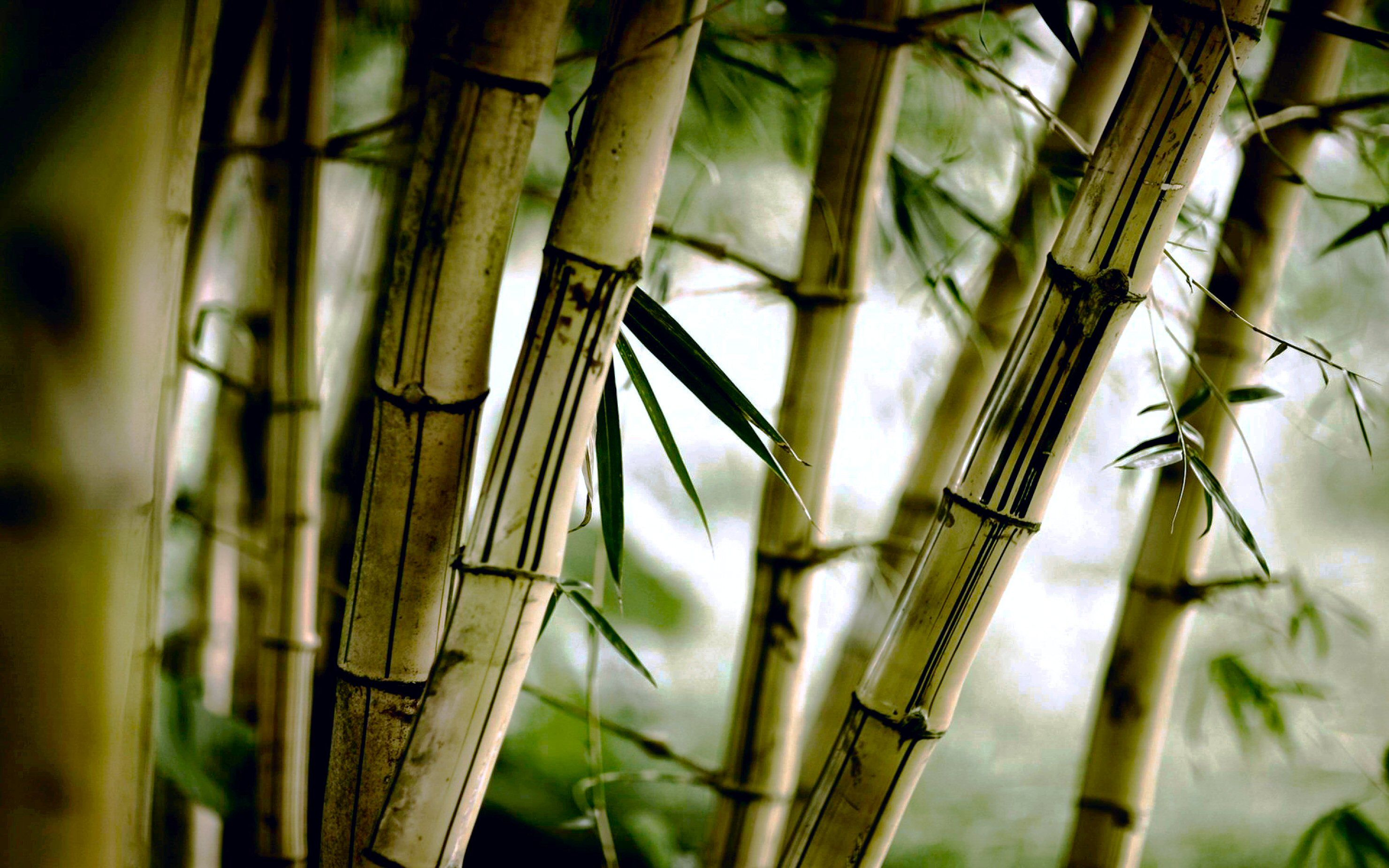 Bamboo Hd Wallpapers