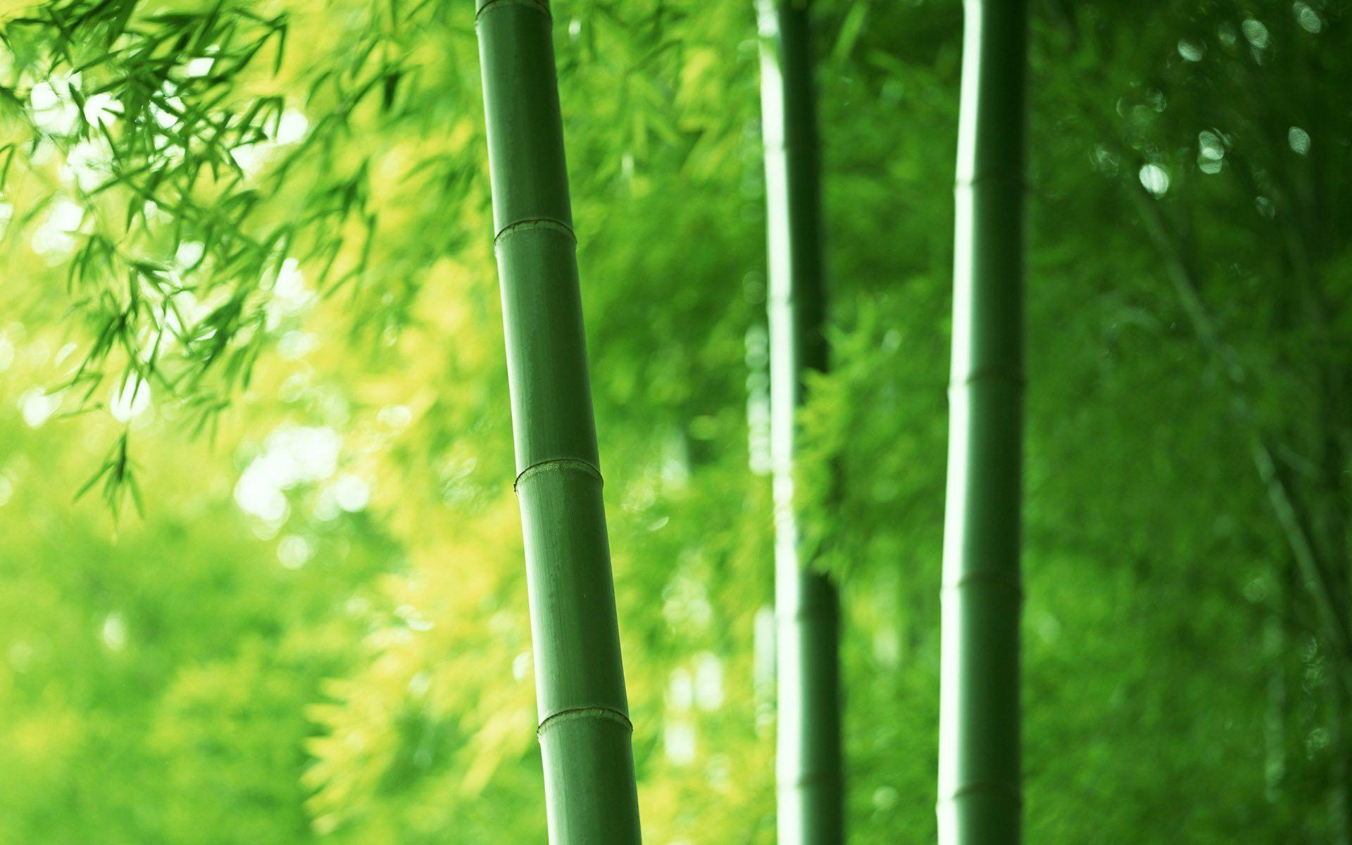 Bamboo Hd Wallpapers