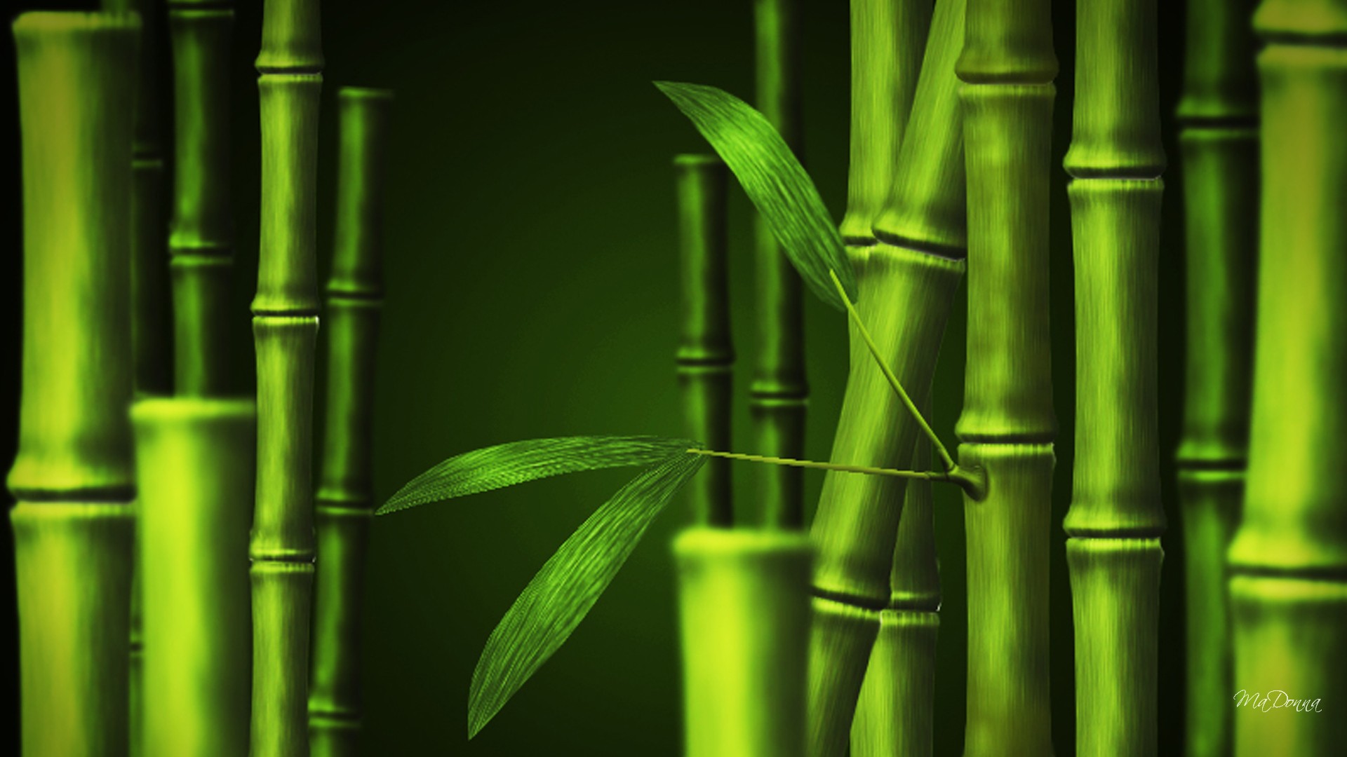 Bamboo Hd Wallpapers