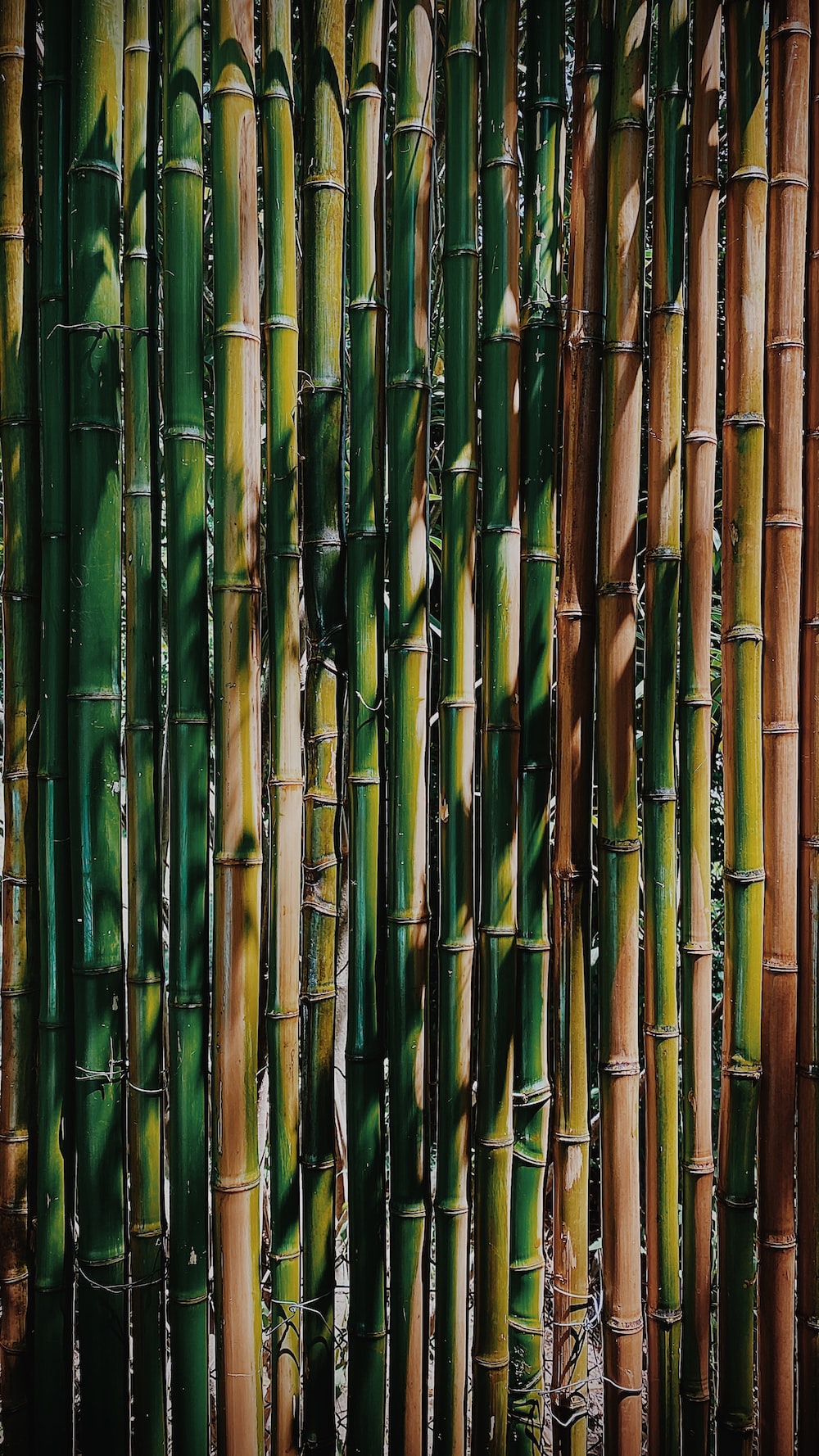 Bamboo Hd Wallpapers