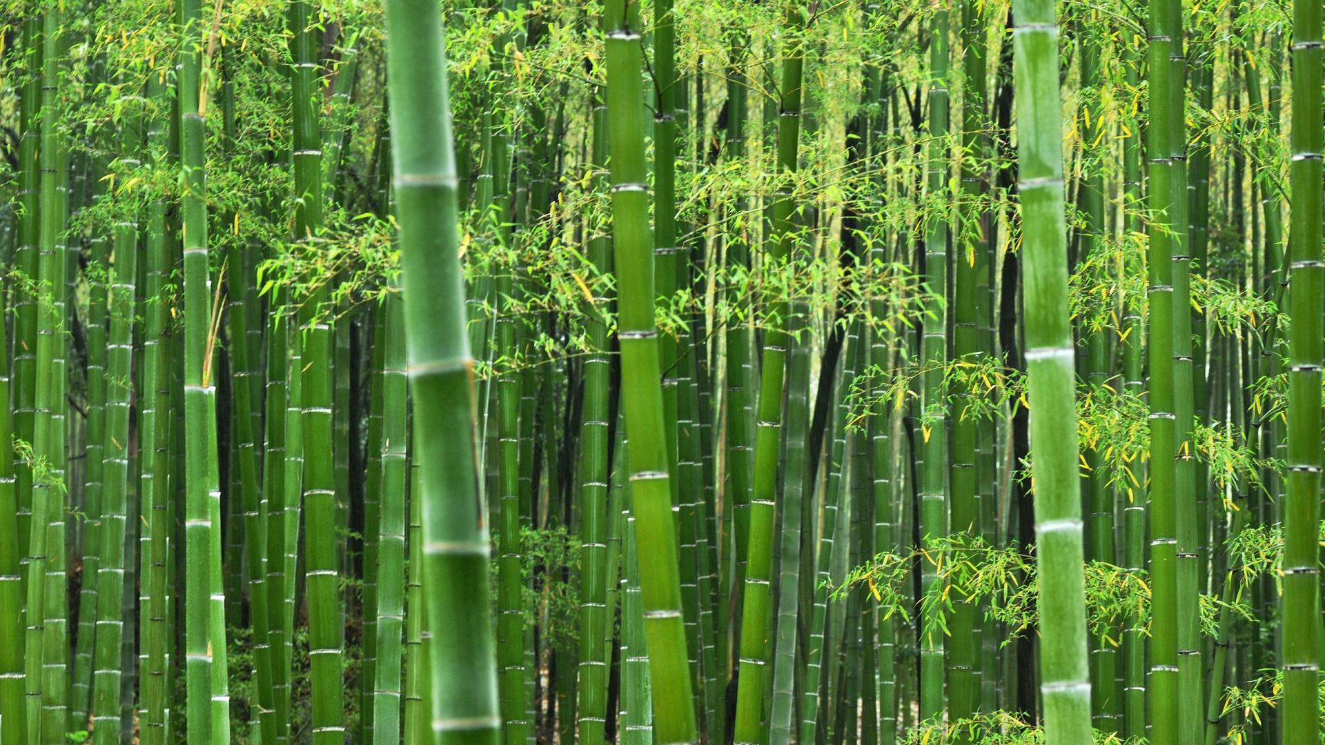 Bamboo Hd Wallpapers