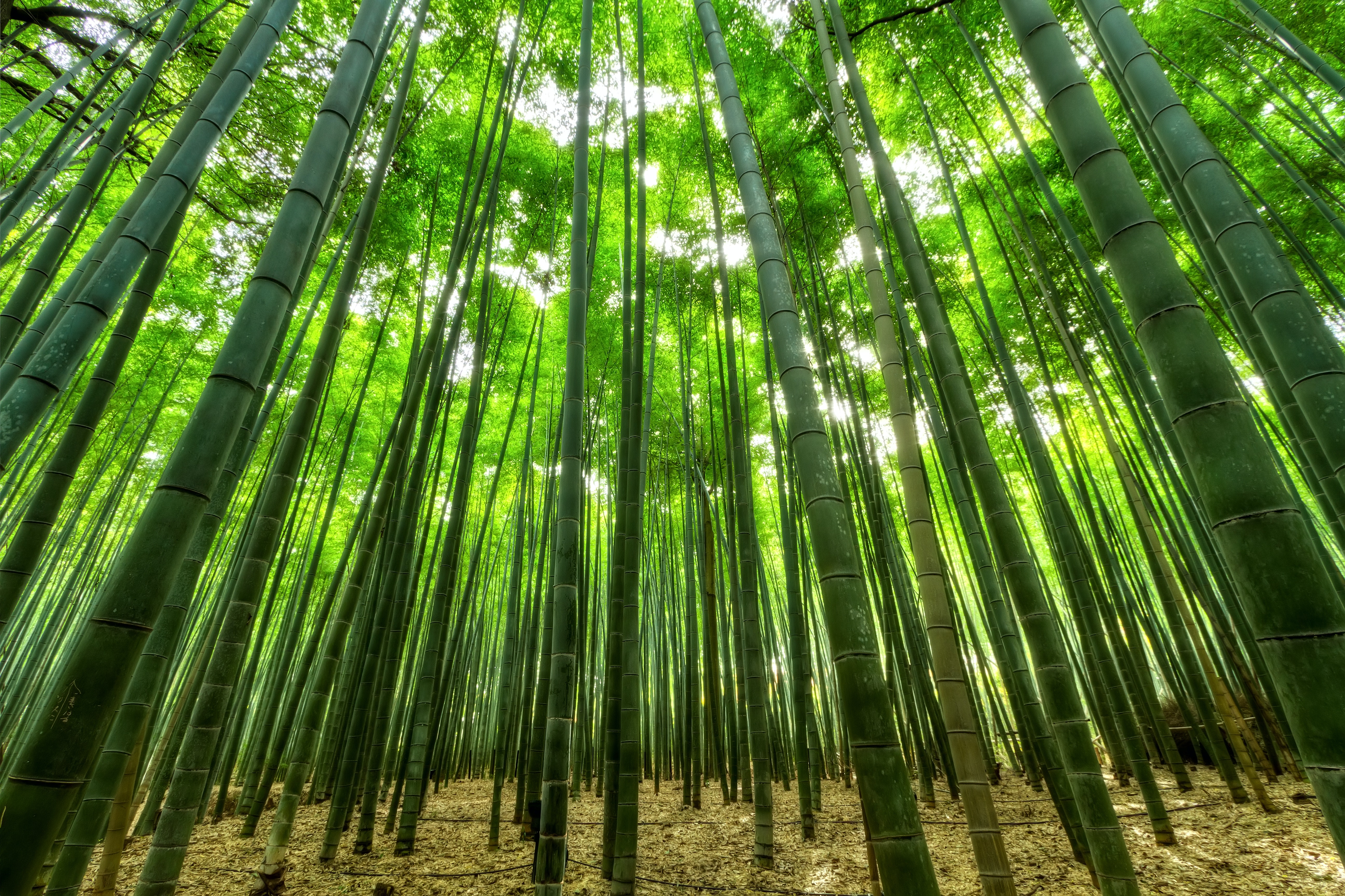 Bamboo Hd Wallpapers