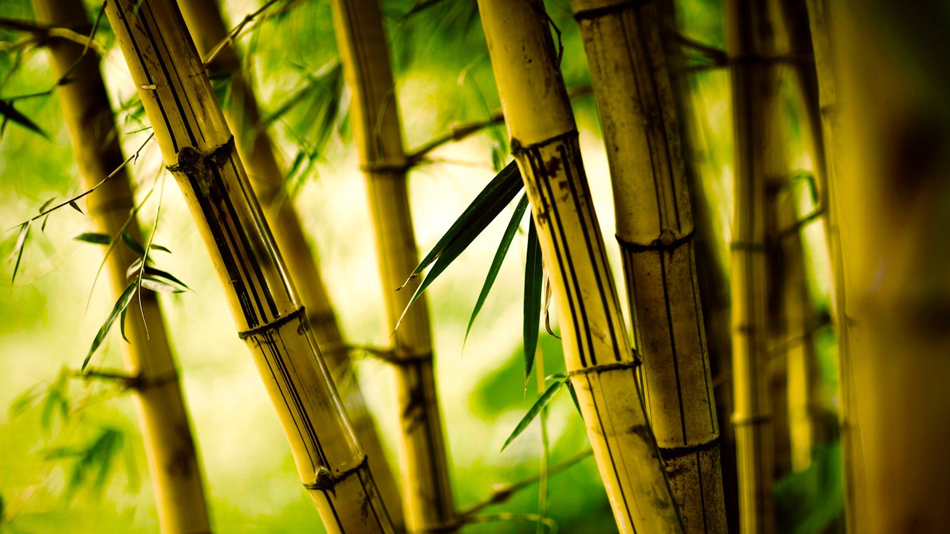 Bamboo Hd Wallpapers