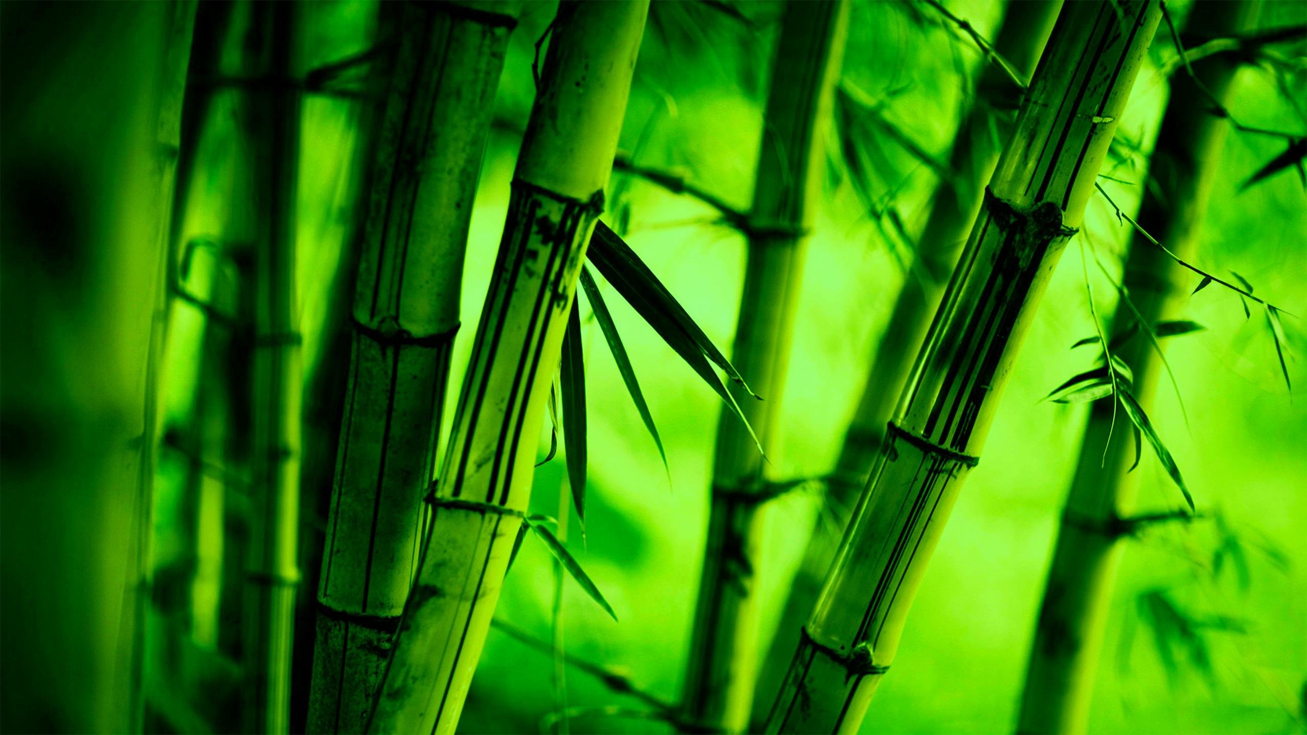 Bamboo Hd Wallpapers