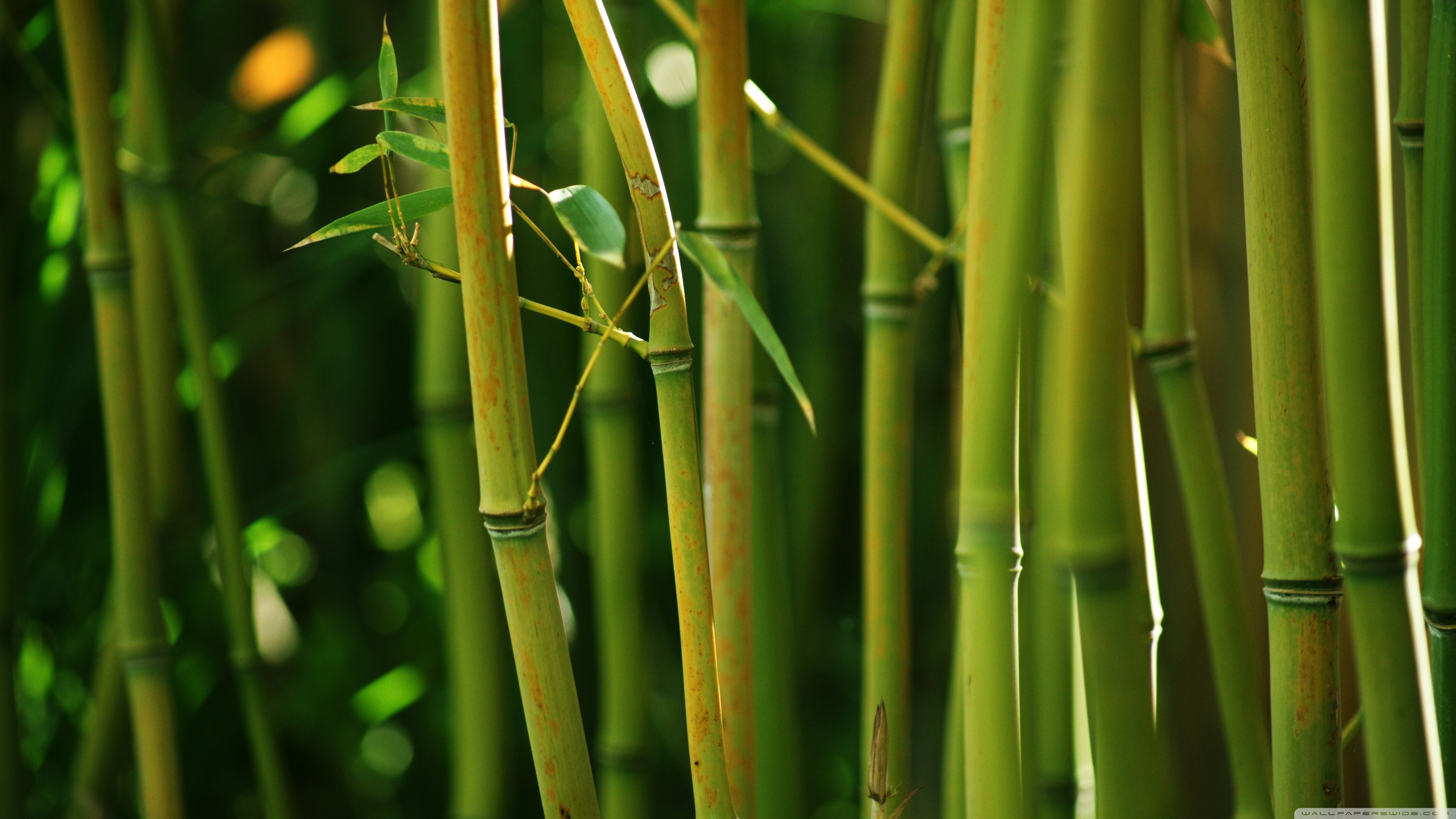 Bamboo Hd Wallpapers