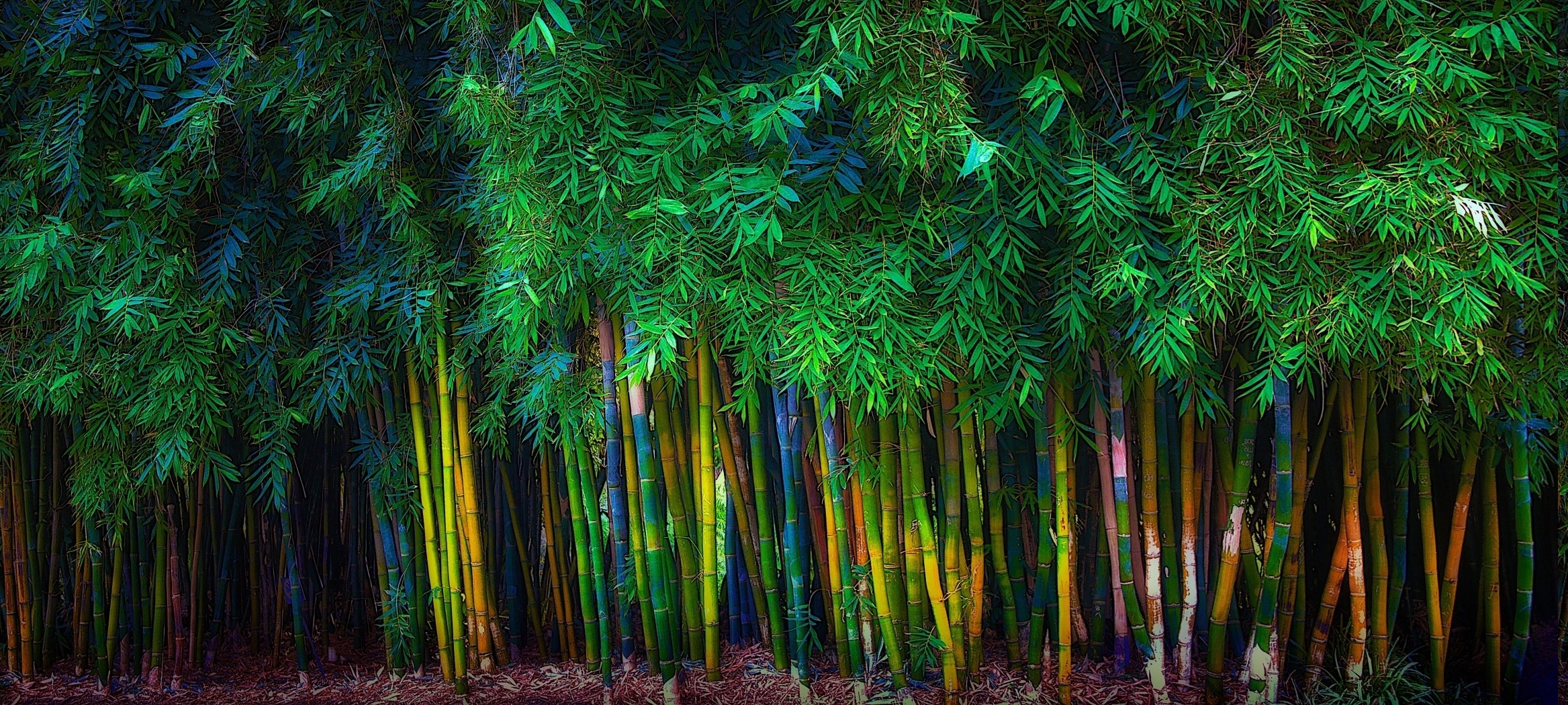 Bamboo Hd Wallpapers