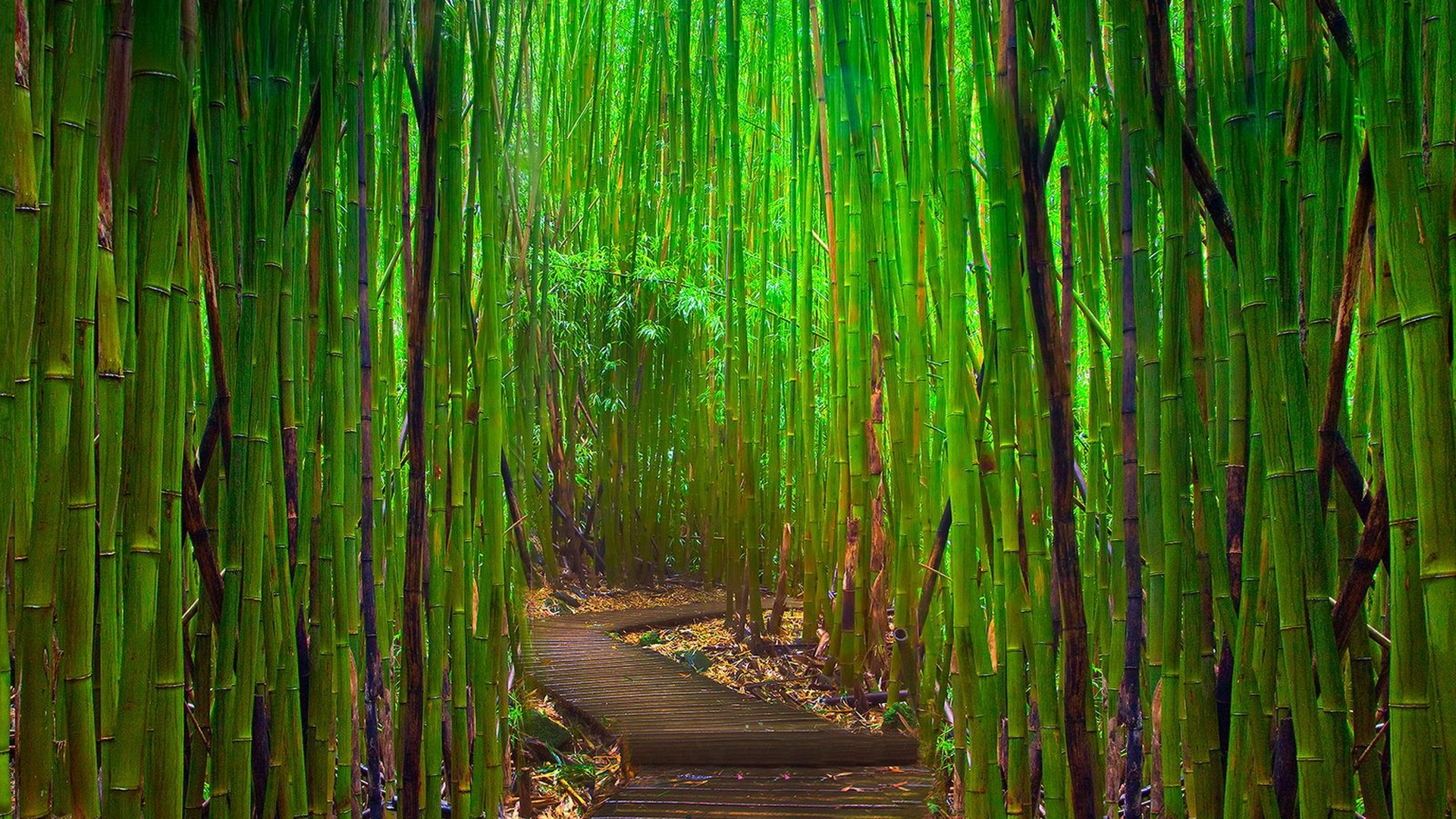 Bamboo Hd Wallpapers