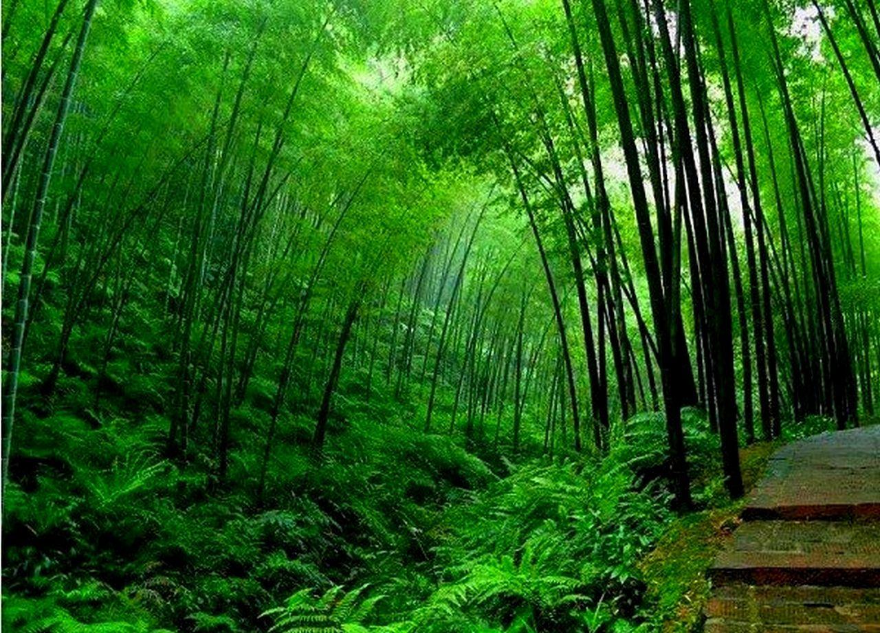 Bamboo Hd Wallpapers